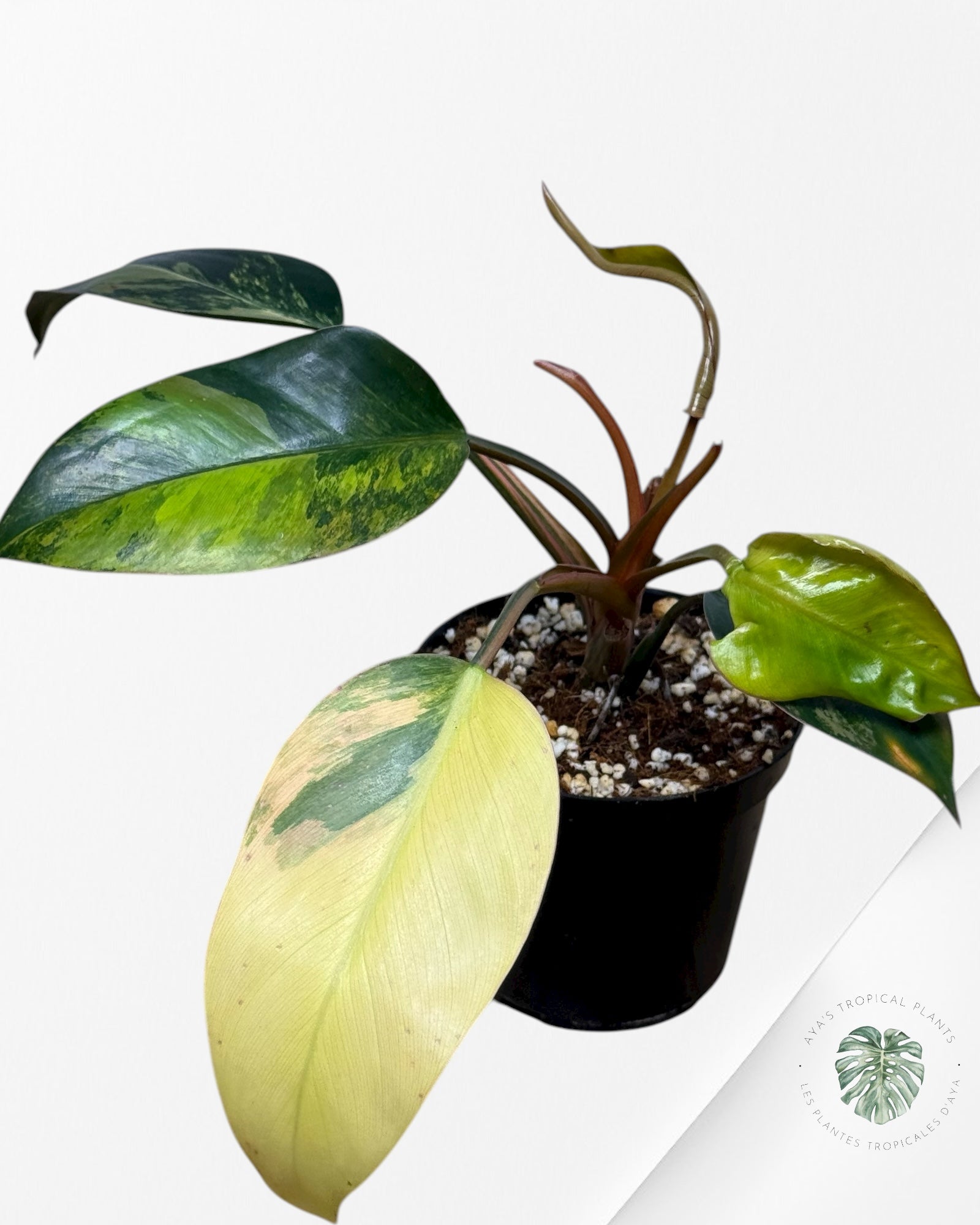 Philodendron 'Red Congo' variegated | Aroid | Aya's Tropical Plants