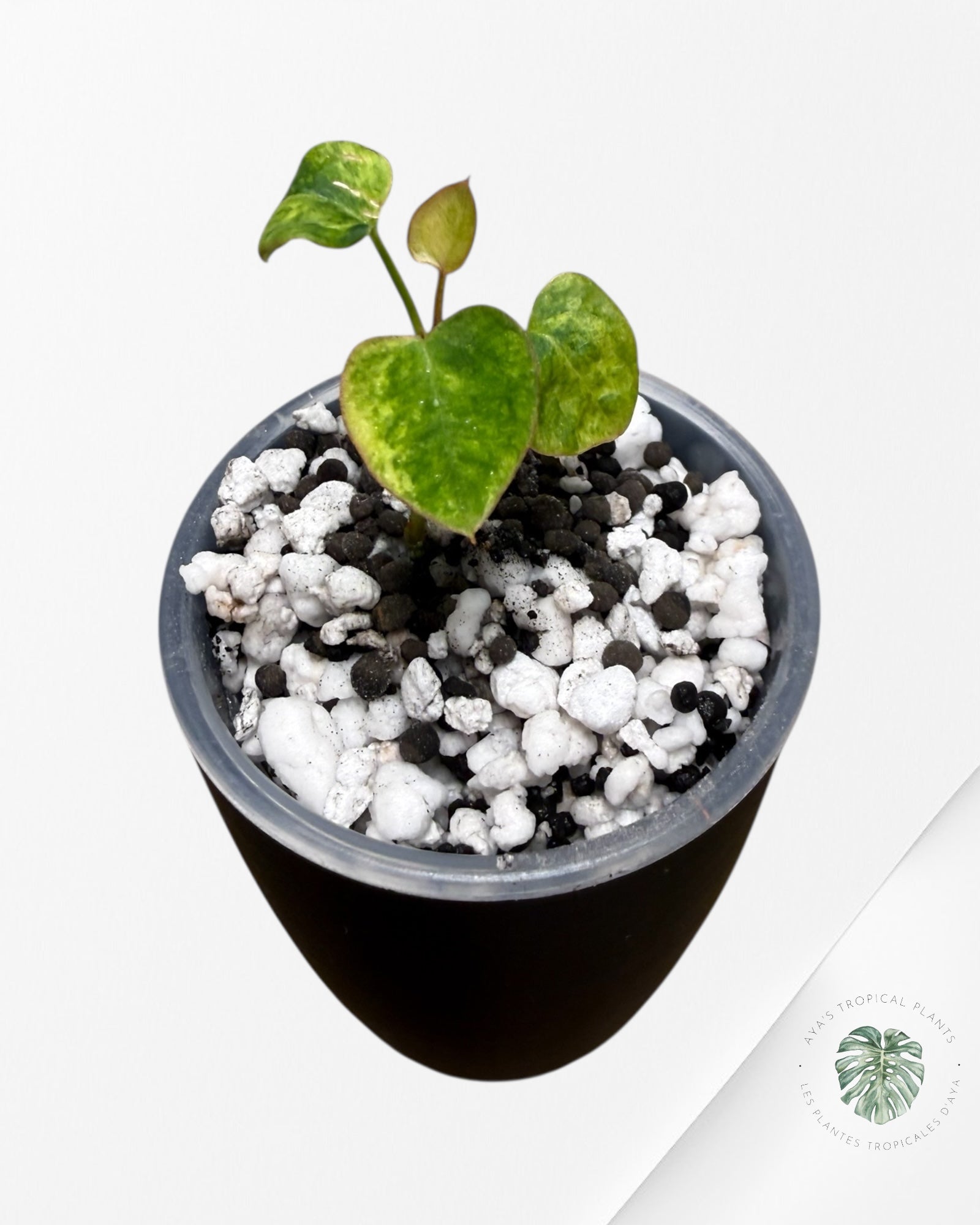 Anthurium Papillilaminum X Magnificum Variegated