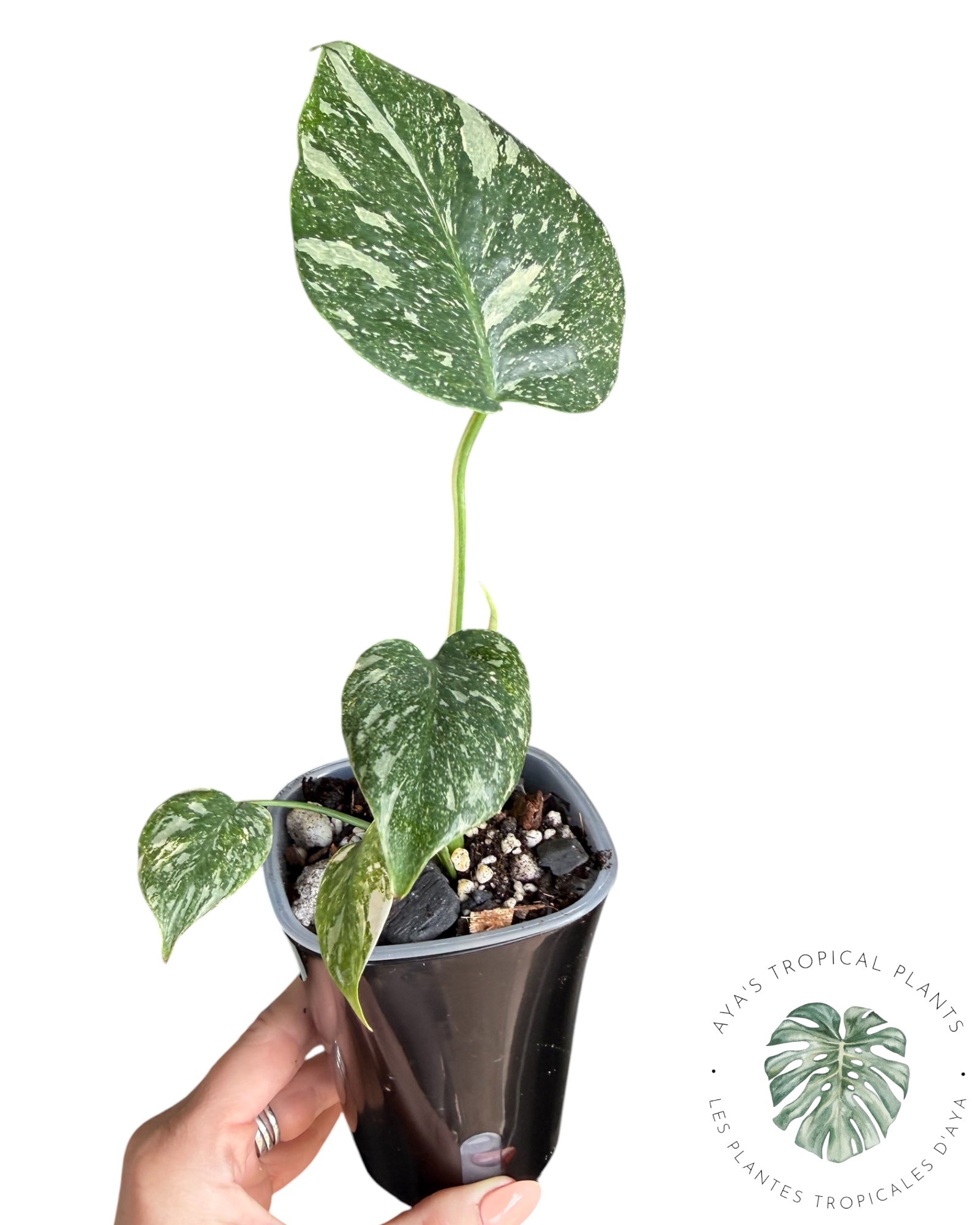 Monstera Thai Platinum