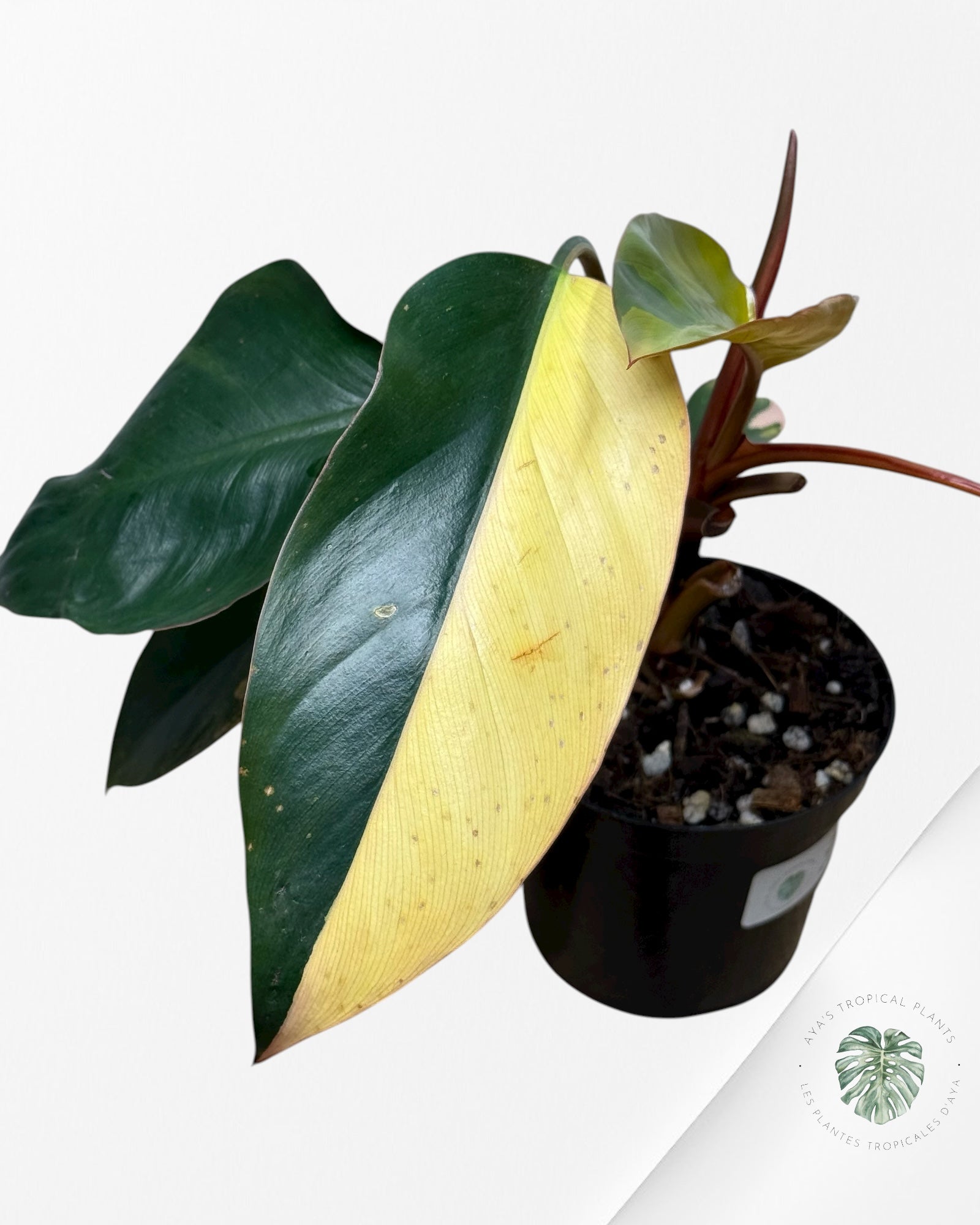 Philodendron 'Red Congo' variegated | Aroid | Aya's Tropical Plants