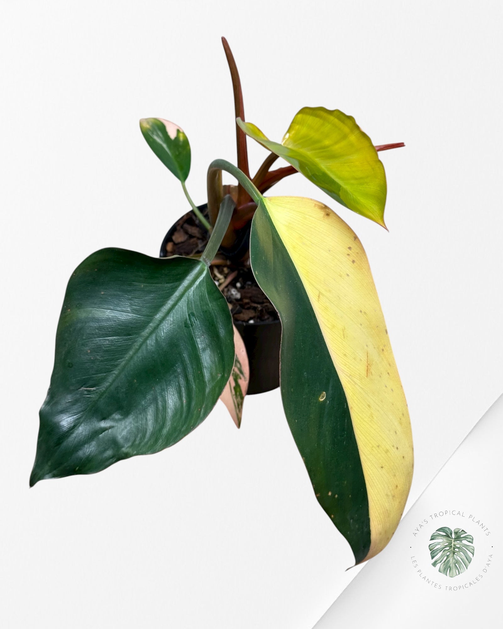 Philodendron 'Red Congo' variegated | Aroid | Aya's Tropical Plants