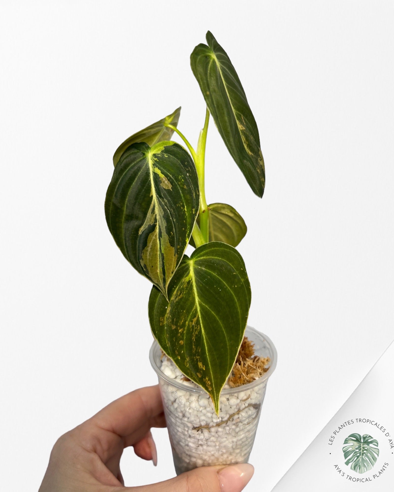 Philodendron Melanochrysum Variegated