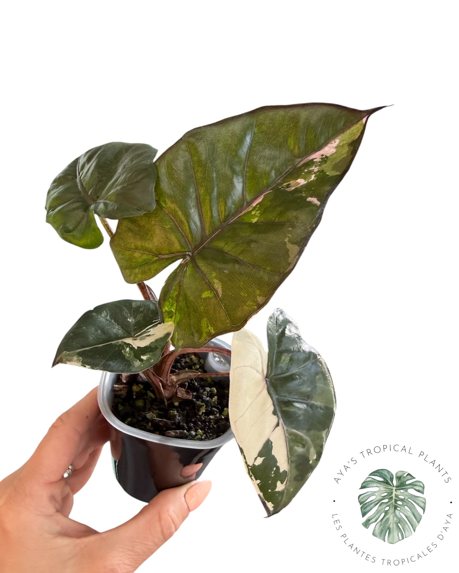 Alocasia Yucatan Princess Panachée