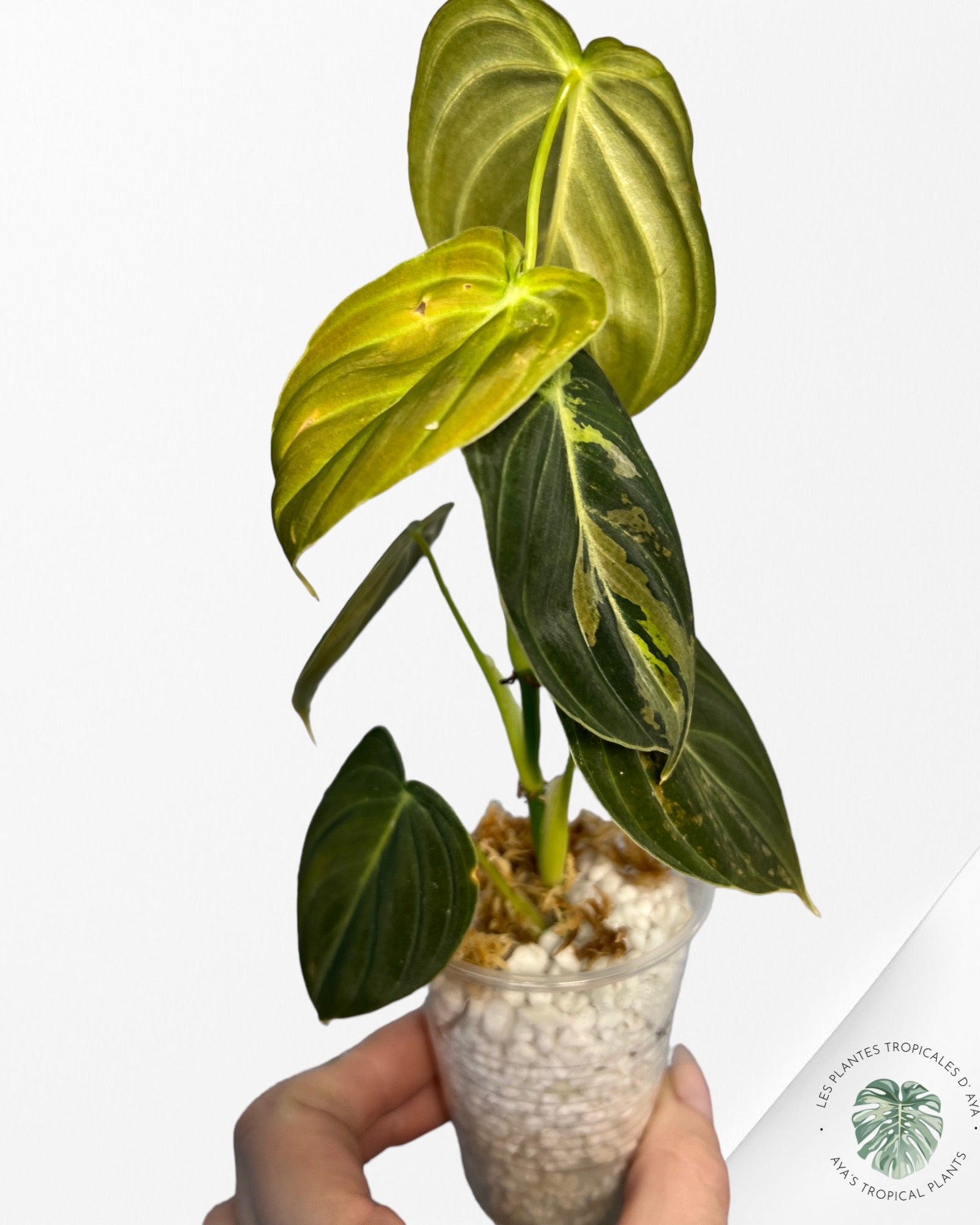 Philodendron Melanochrysum Variegated
