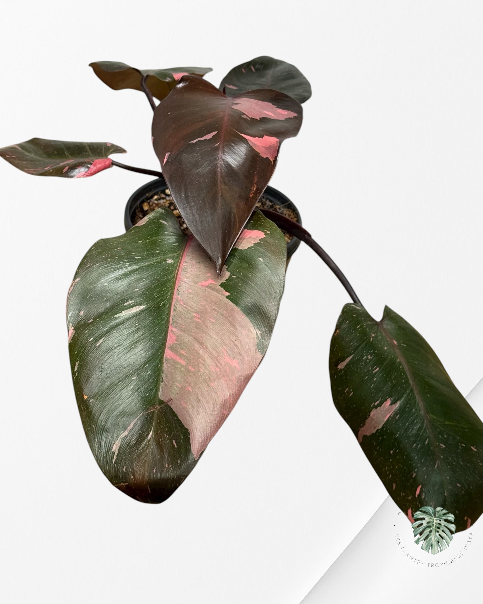 Philodendron 'Pink Princess' Marble King | Aroid | Aya's Tropical Plants