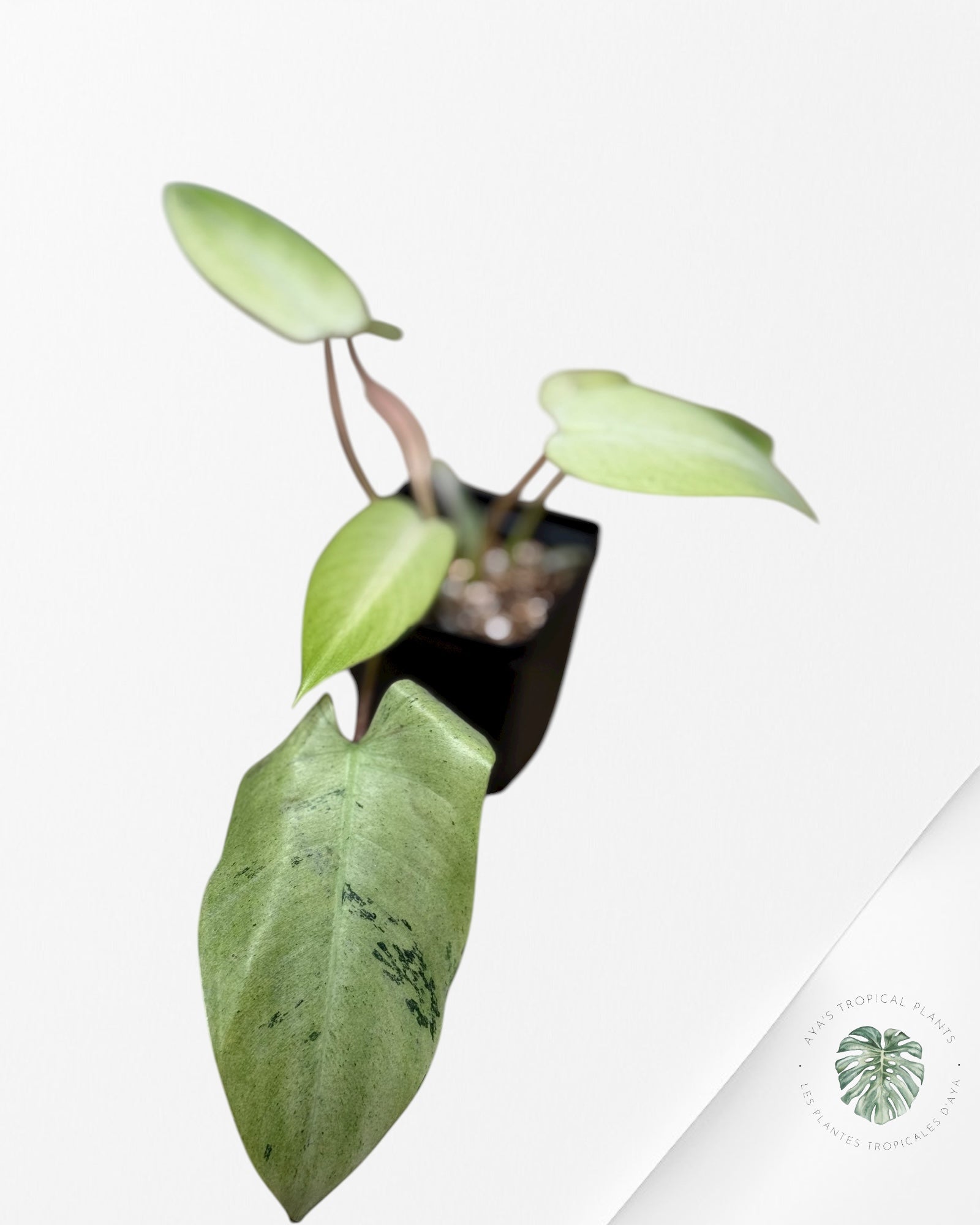 Philodendron Gadong Makoranda Variegated