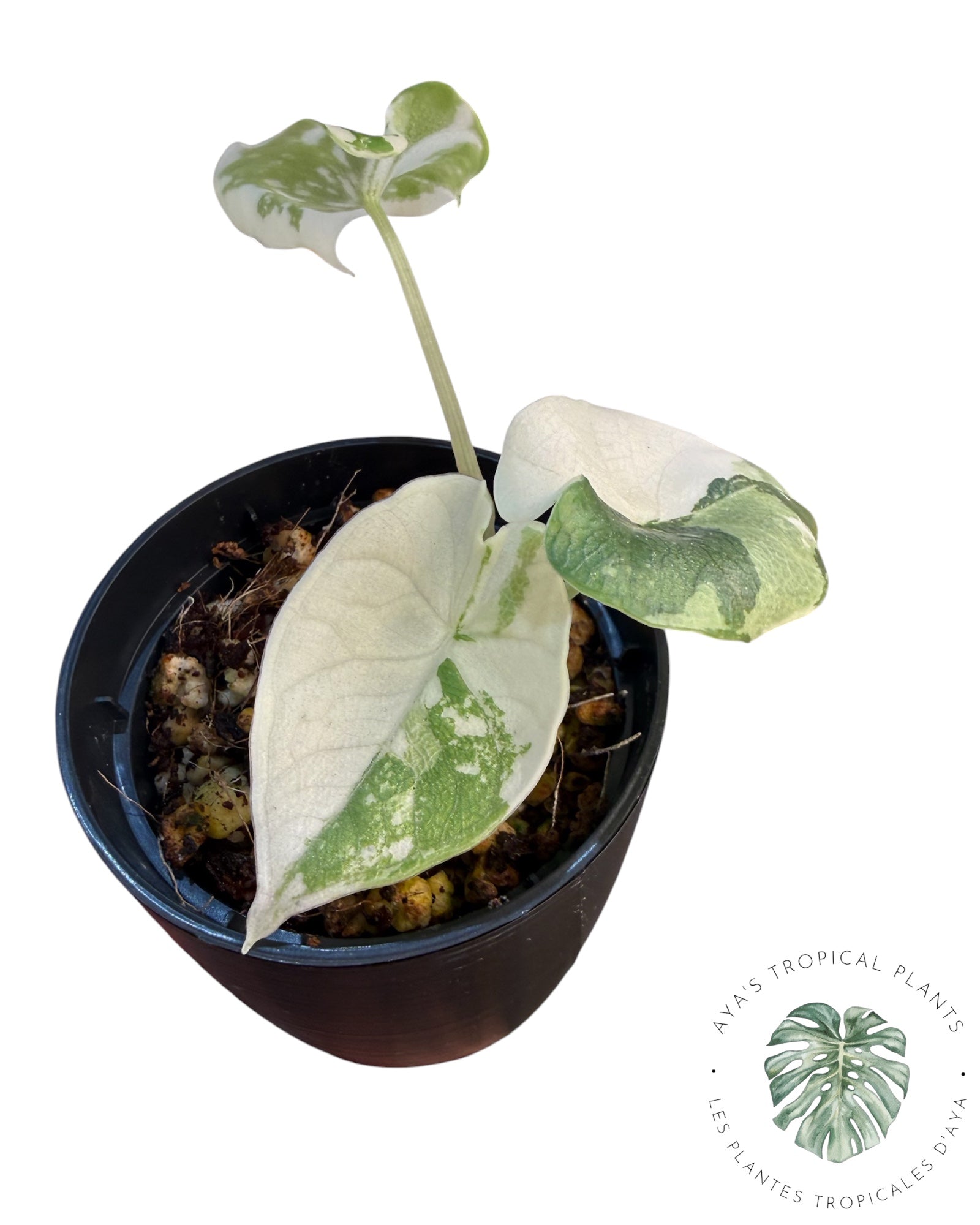 Alocasia Melo Albo panaché