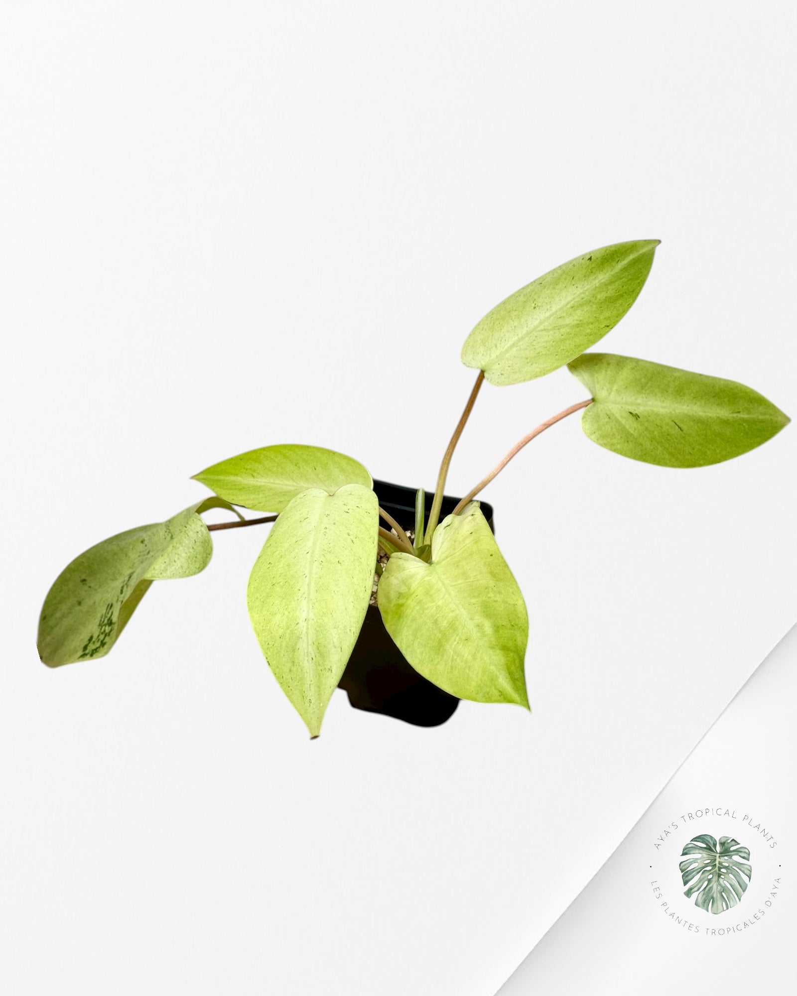 Philodendron Gadong Makoranda Variegated