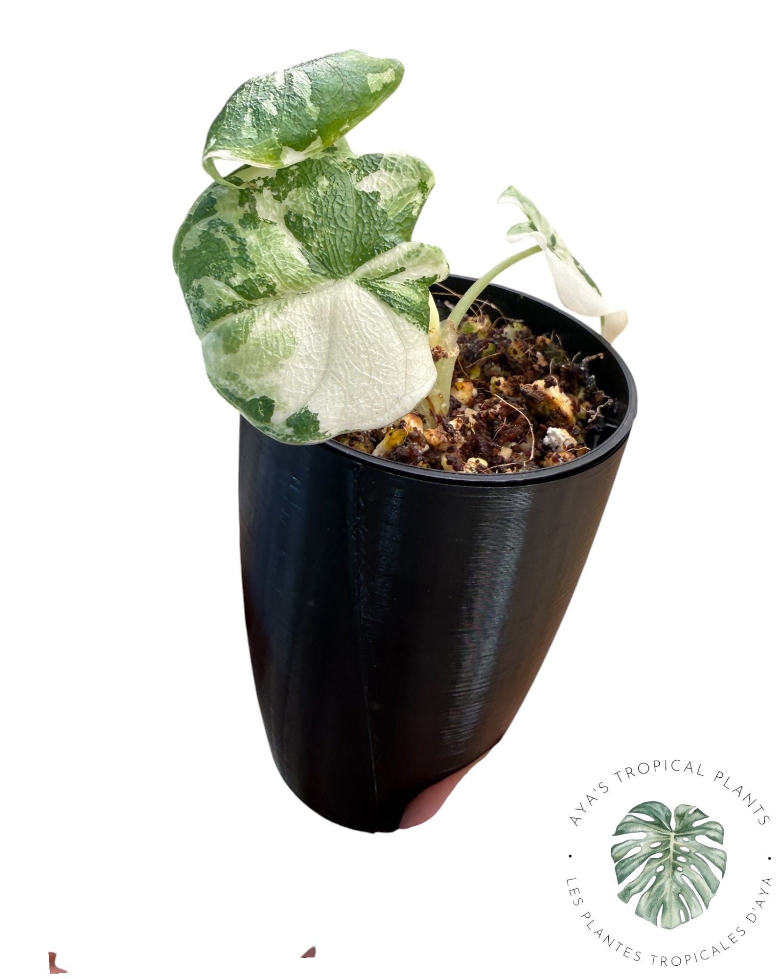 Alocasia Melo Albo Variegated