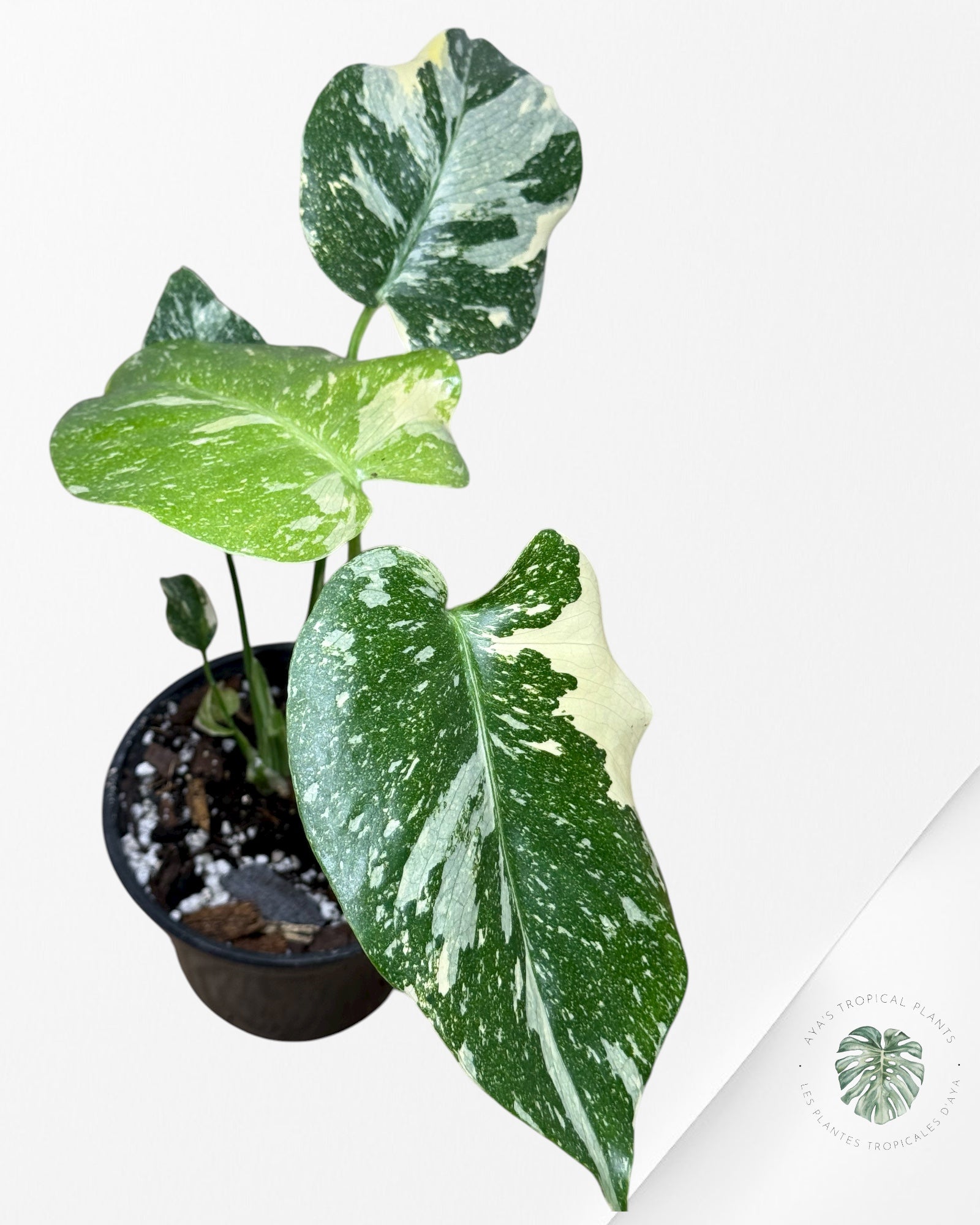 Constellation Monstera Thaï | Aroïde | La plante tropicale d'Aya