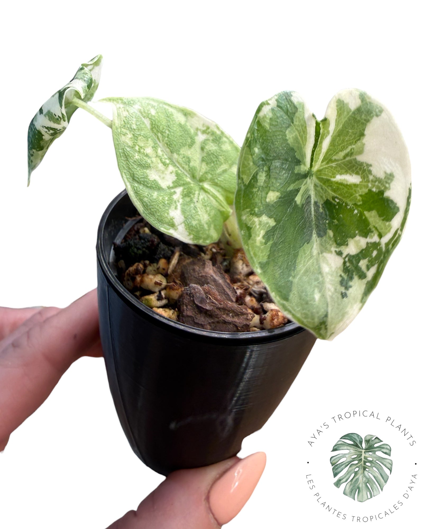 Alocasia Melo Albo panaché