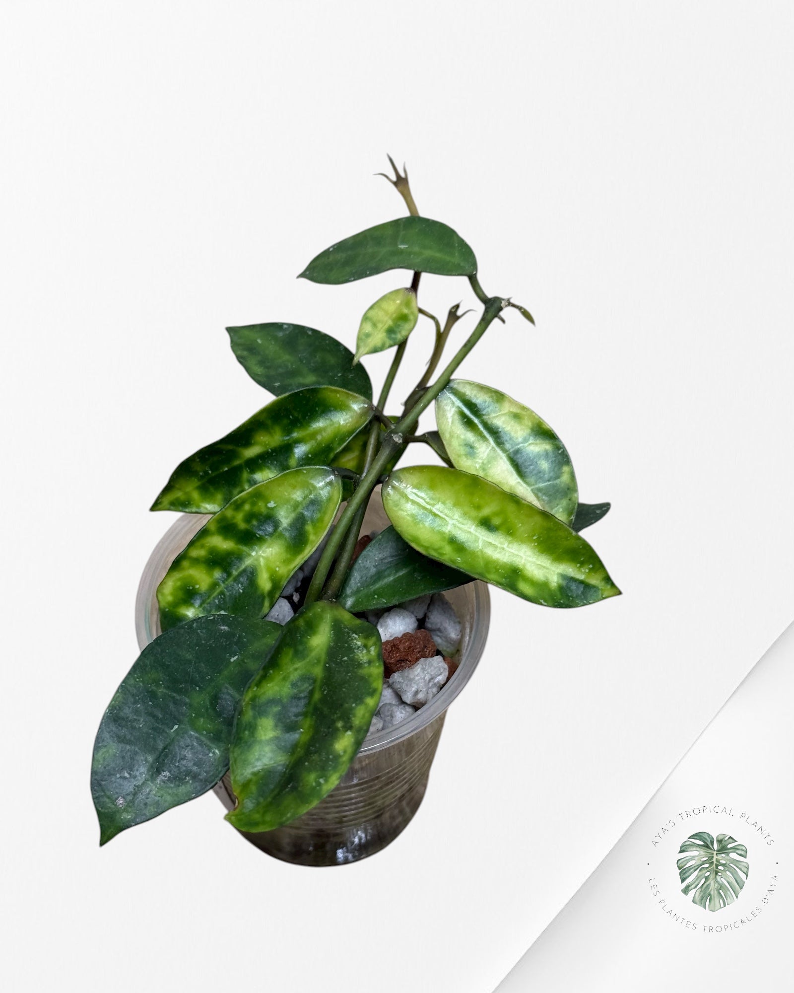 Hoya Lacunosa Amarillo -702