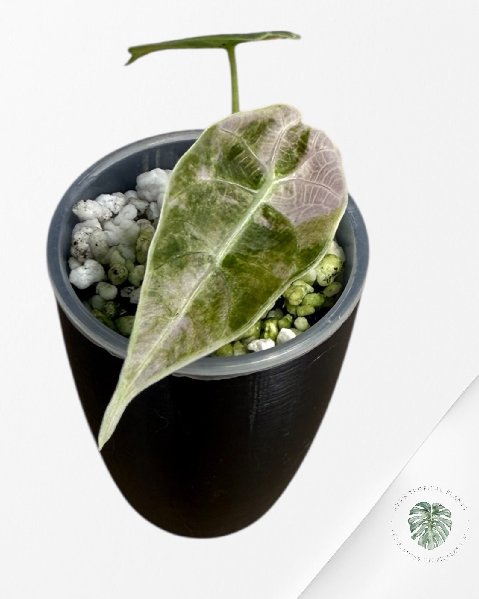 Alocasia Watsoniana Doff. Pink Variegated