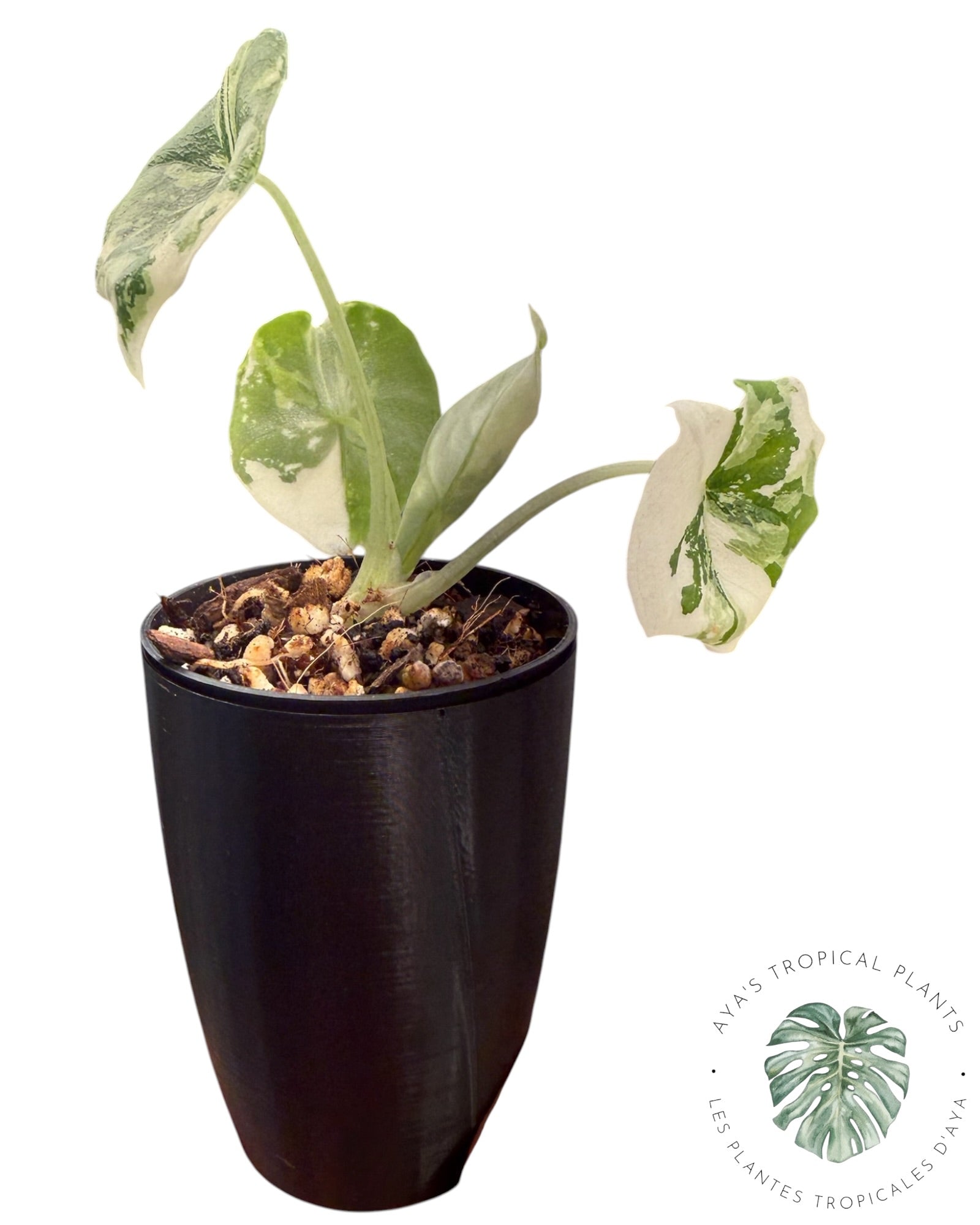 Alocasia Melo Albo Variegated