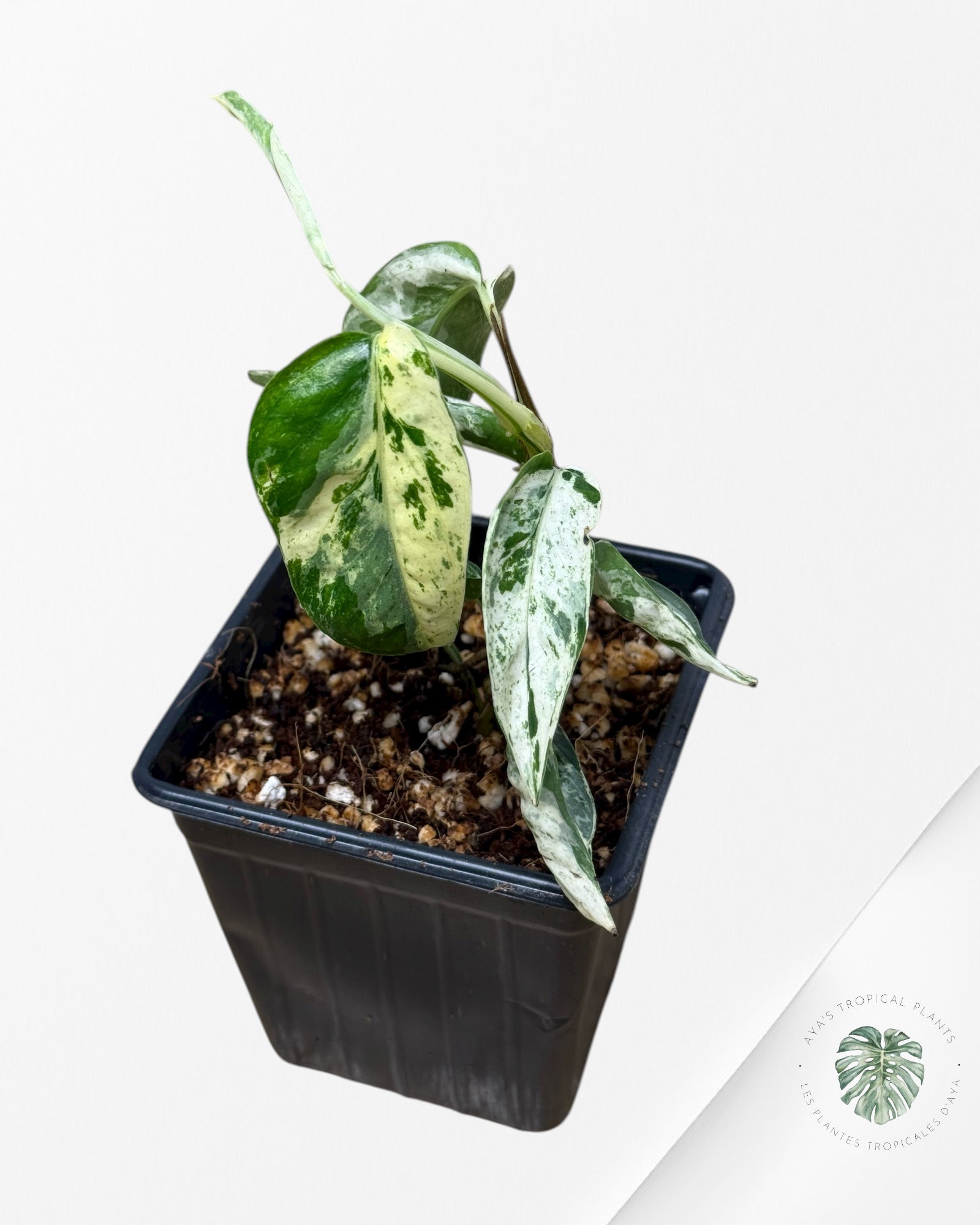 Epipremnum SP Bali Hanoman Variegated | Aroid | Aya's Tropical Plants