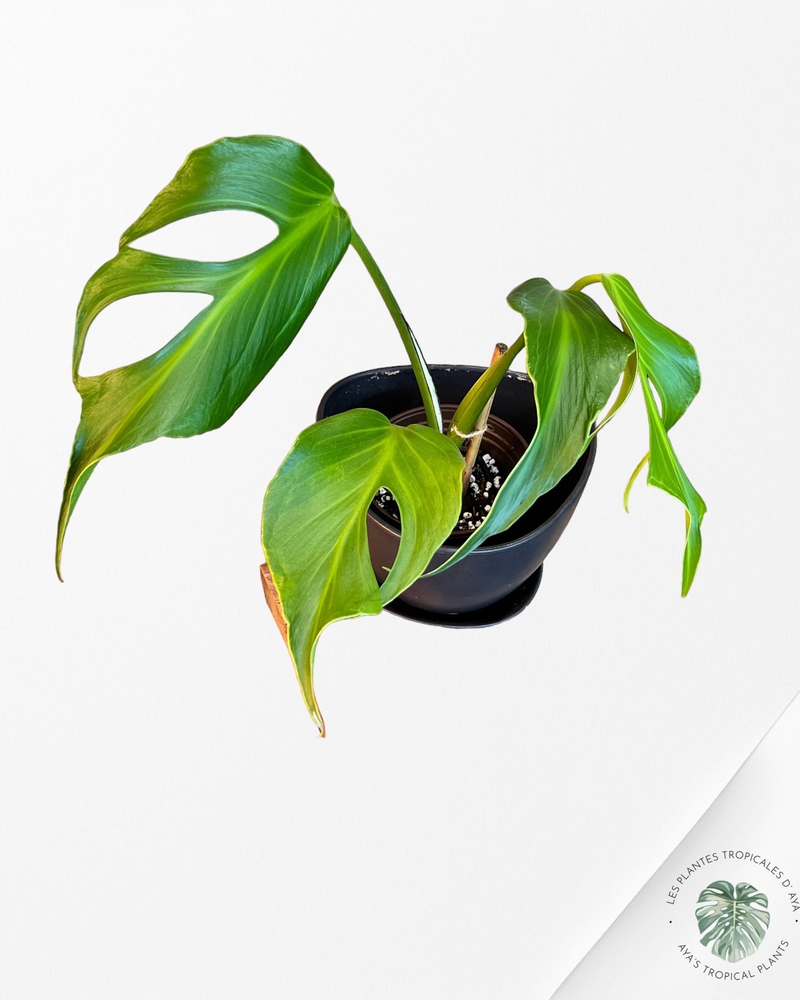 Monstera Burle Marx Flame