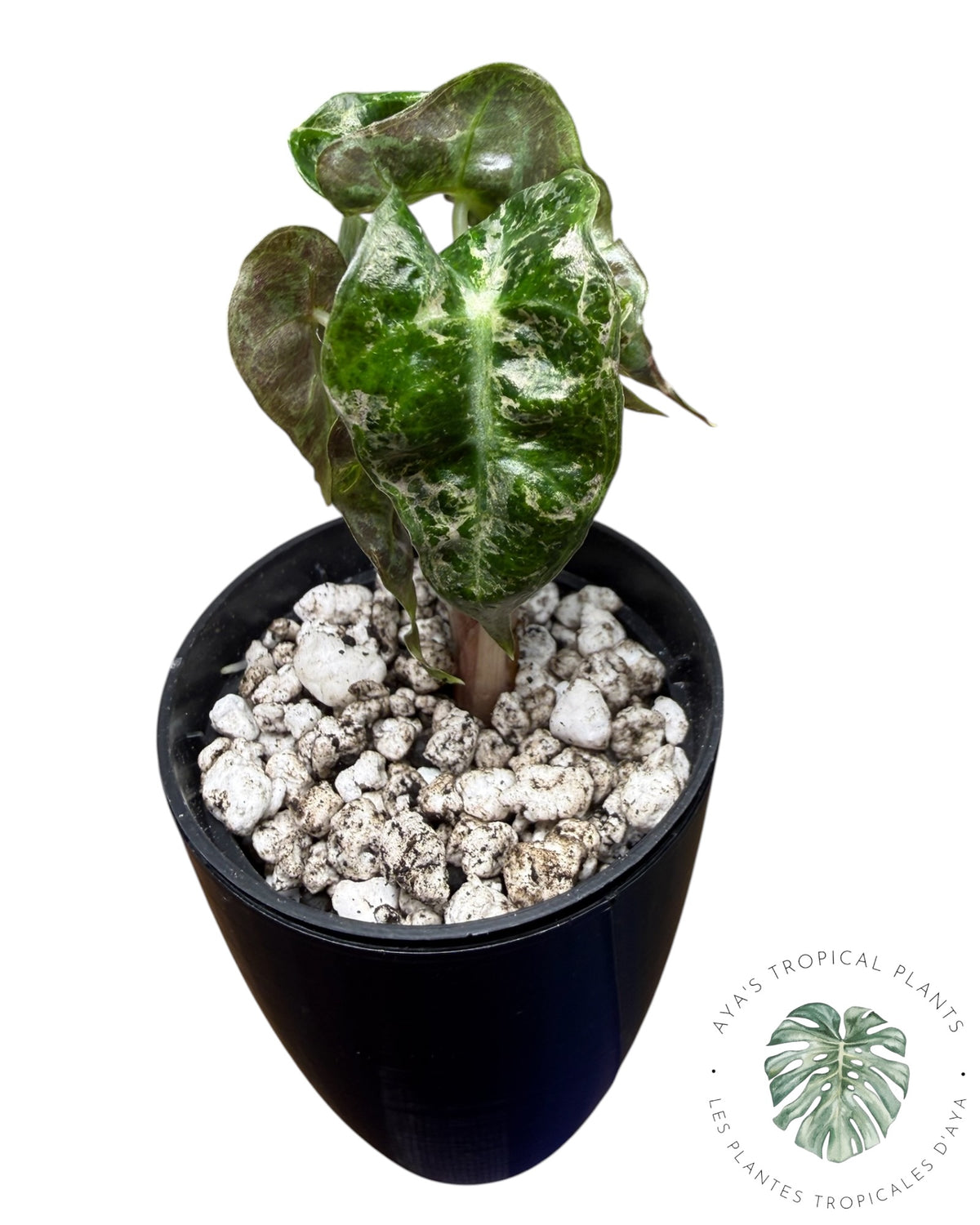 Alocasia Polly Shattered Ruby Variegated
