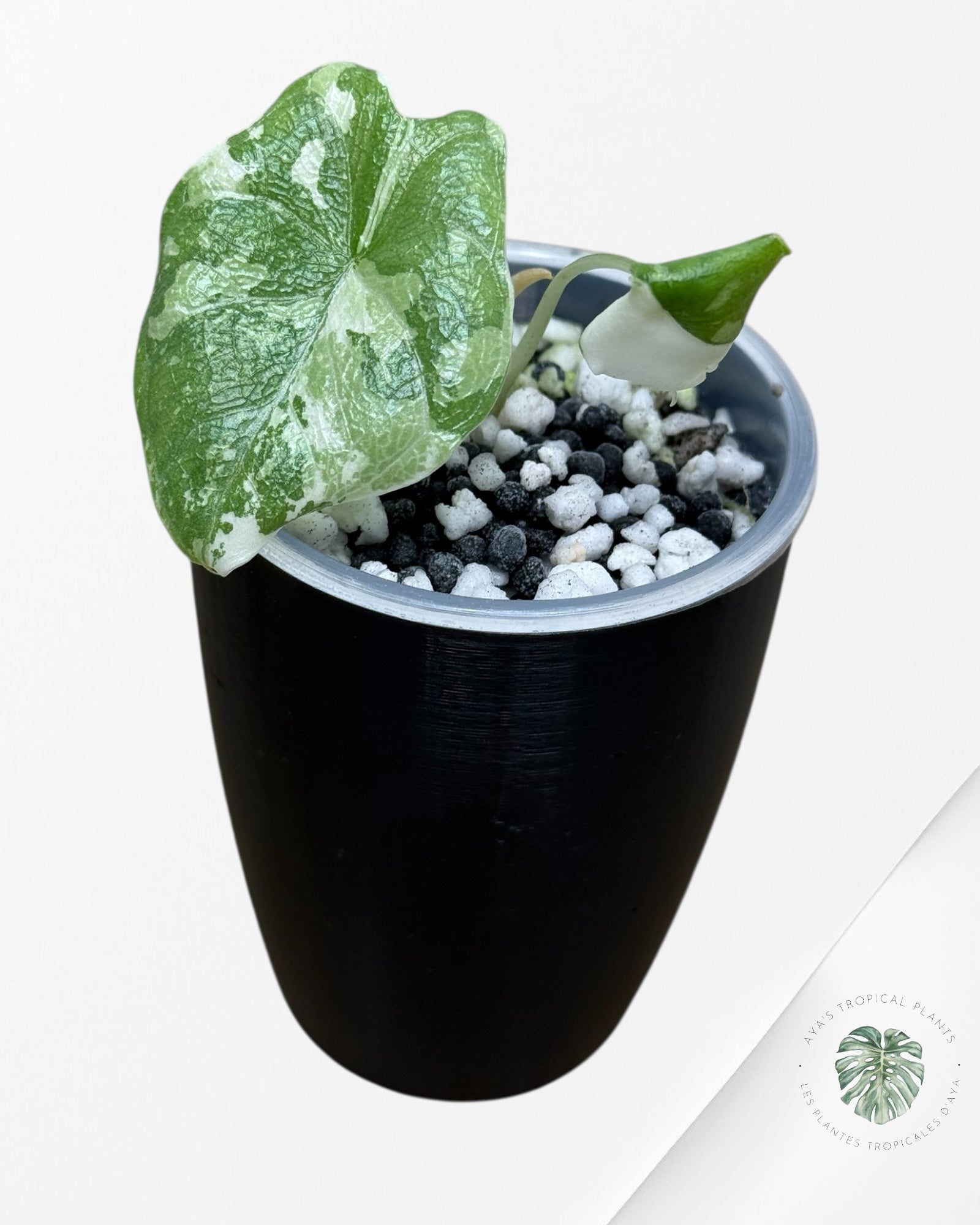 Alocasia Melo Albo Variegated