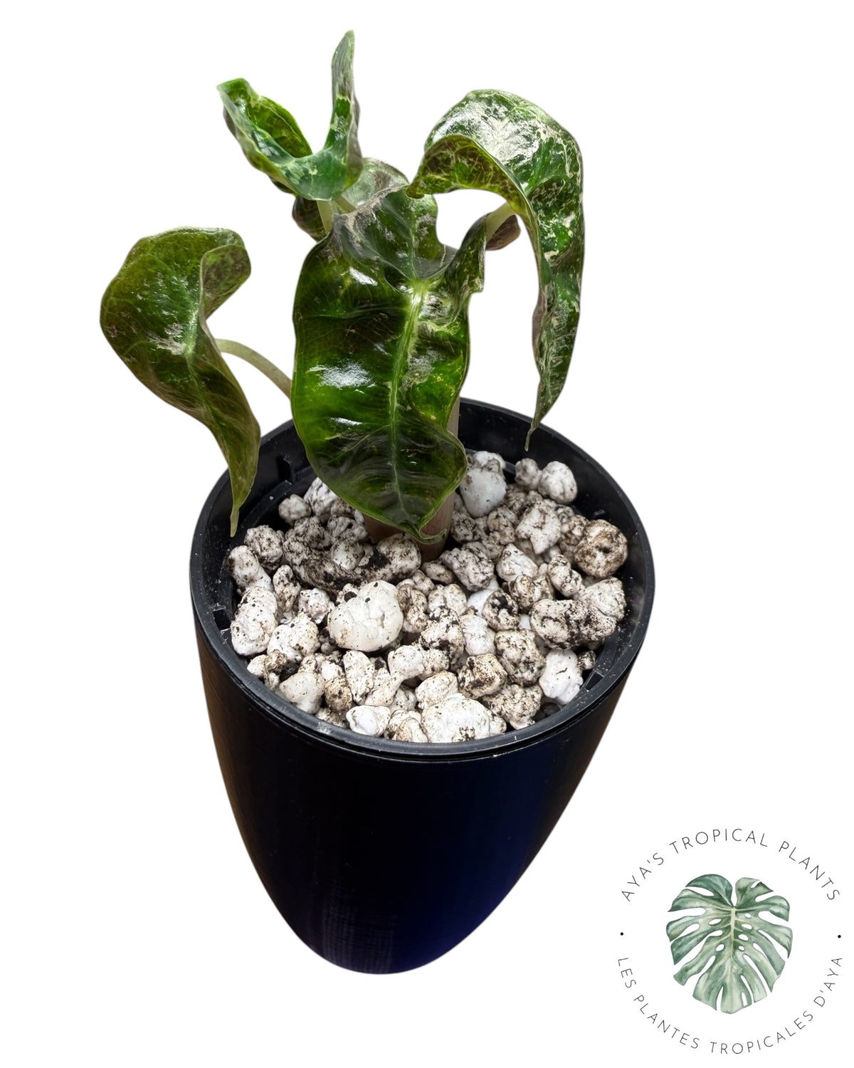 Alocasia Polly Shattered Ruby Variegated
