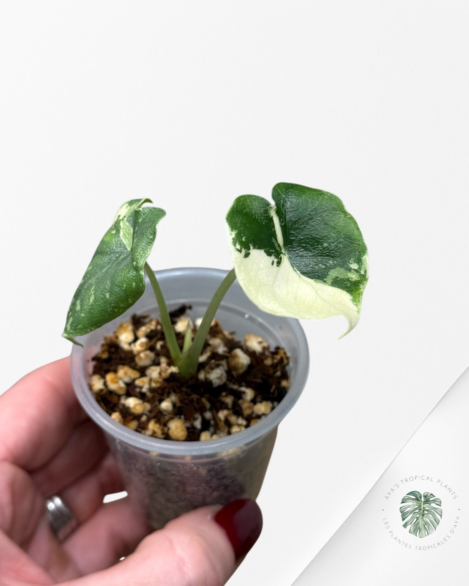 Alocasia Melo Variegated Albo| Rare TC Plant| Aya's Tropical Plants