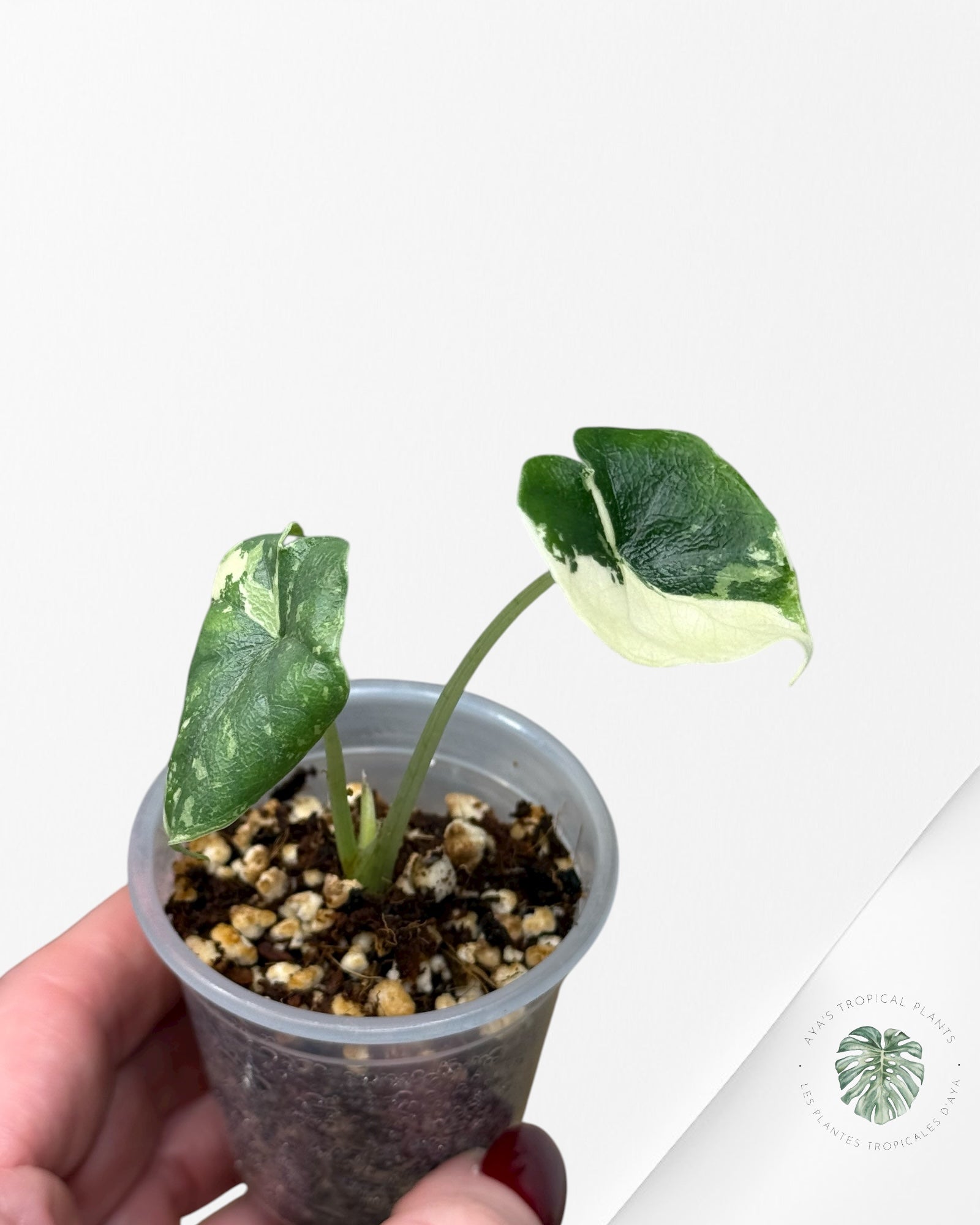 Alocasia Melo Variegated Albo| Rare TC Plant| Aya's Tropical Plants