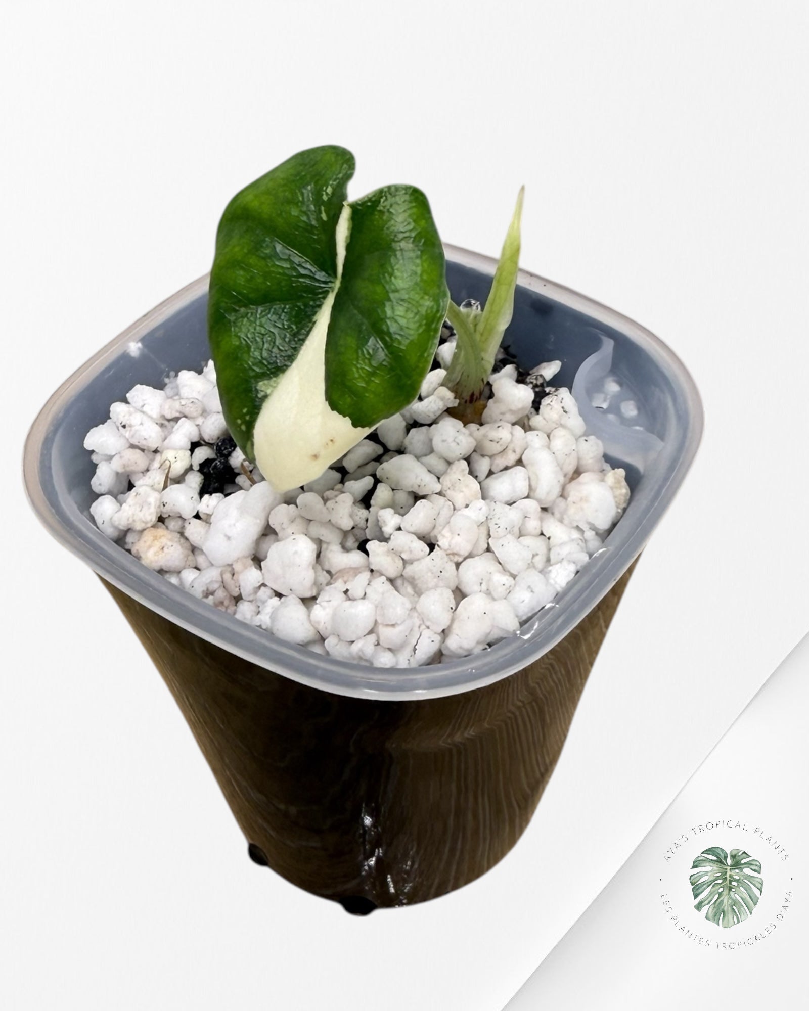 Alocasia Melo Albo Variegated