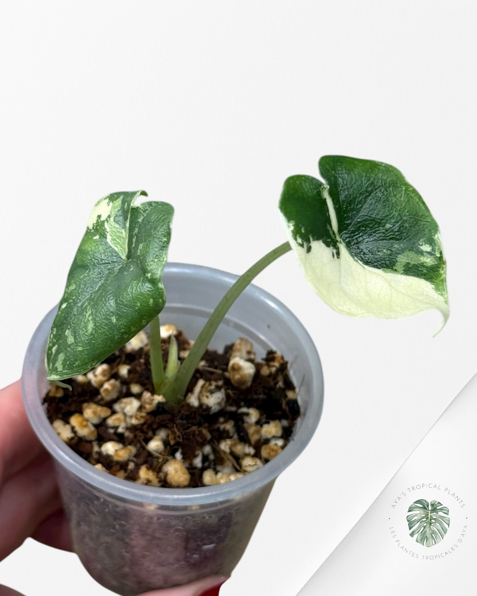 Alocasia Melo Variegated Albo| Rare TC Plant| Aya's Tropical Plants