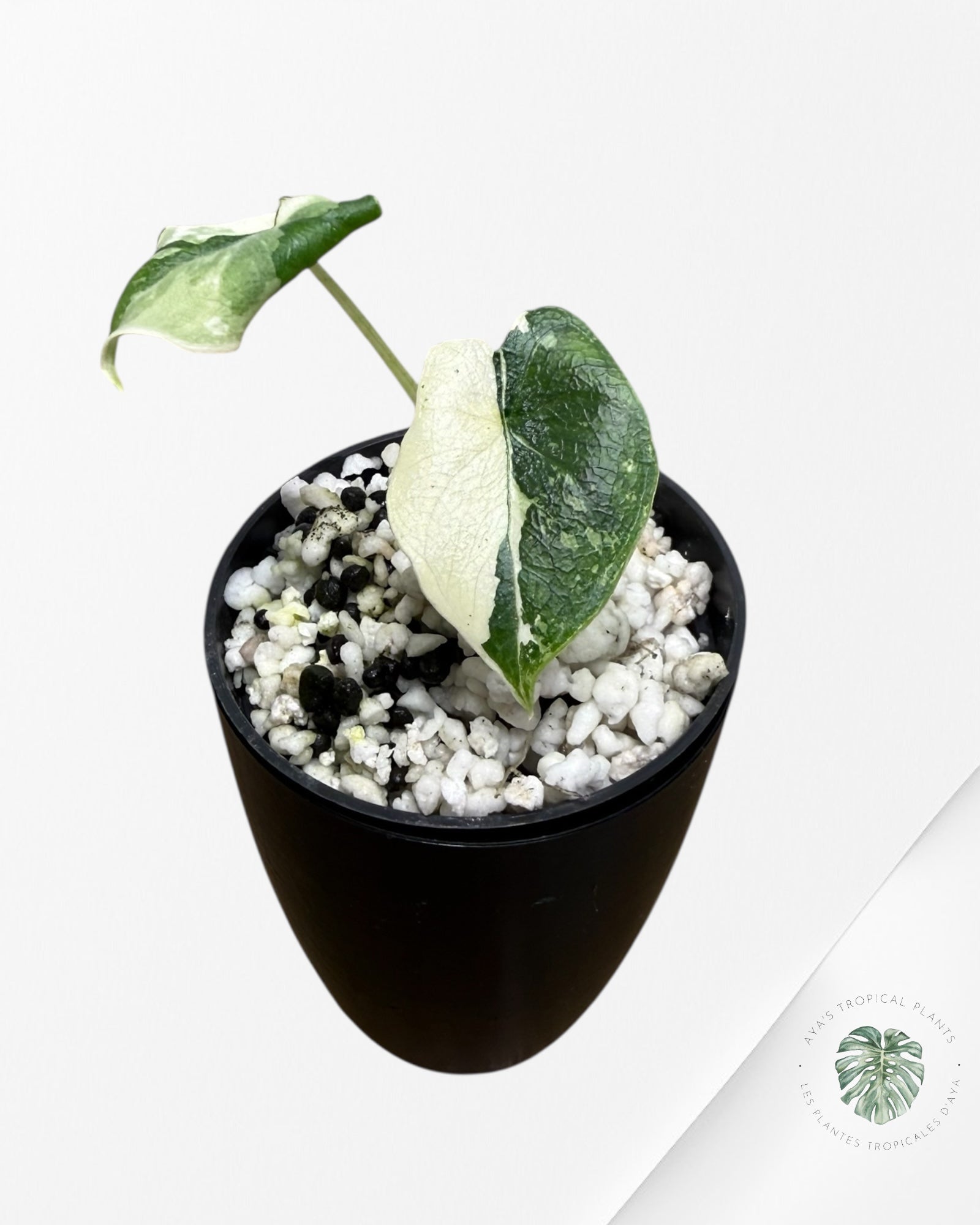 Alocasia Melo Albo Variegated