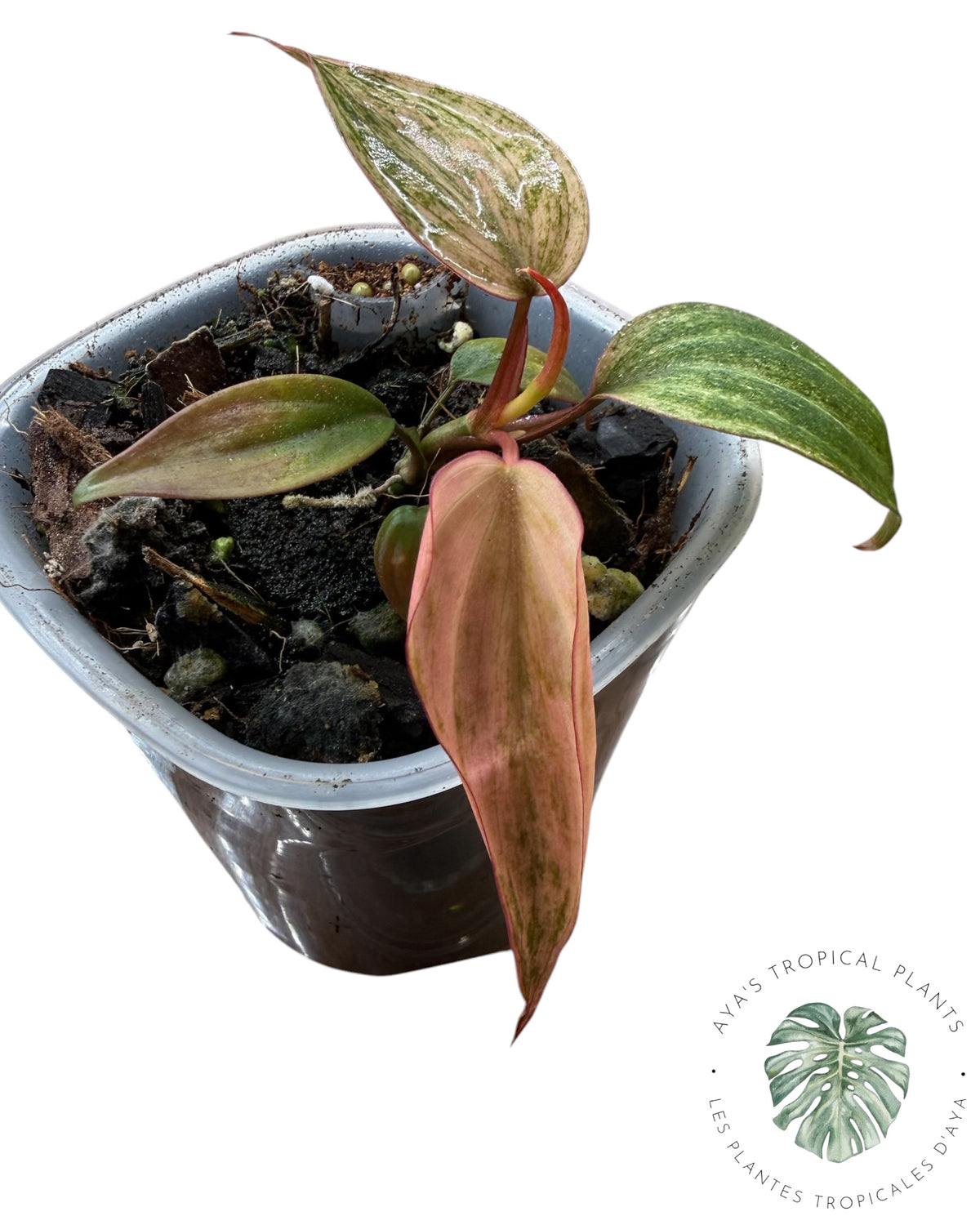 Philodendron Pink Micans Mint