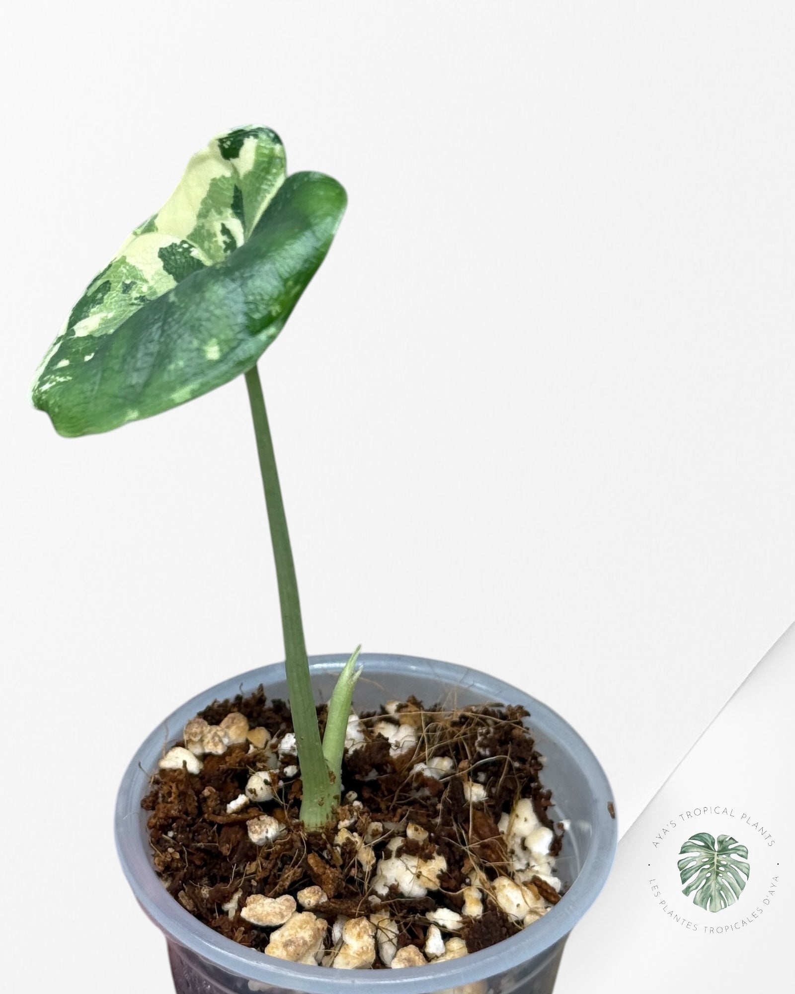 Alocasia Melo Variegated Albo| Rare TC Plant| Aya's Tropical Plants