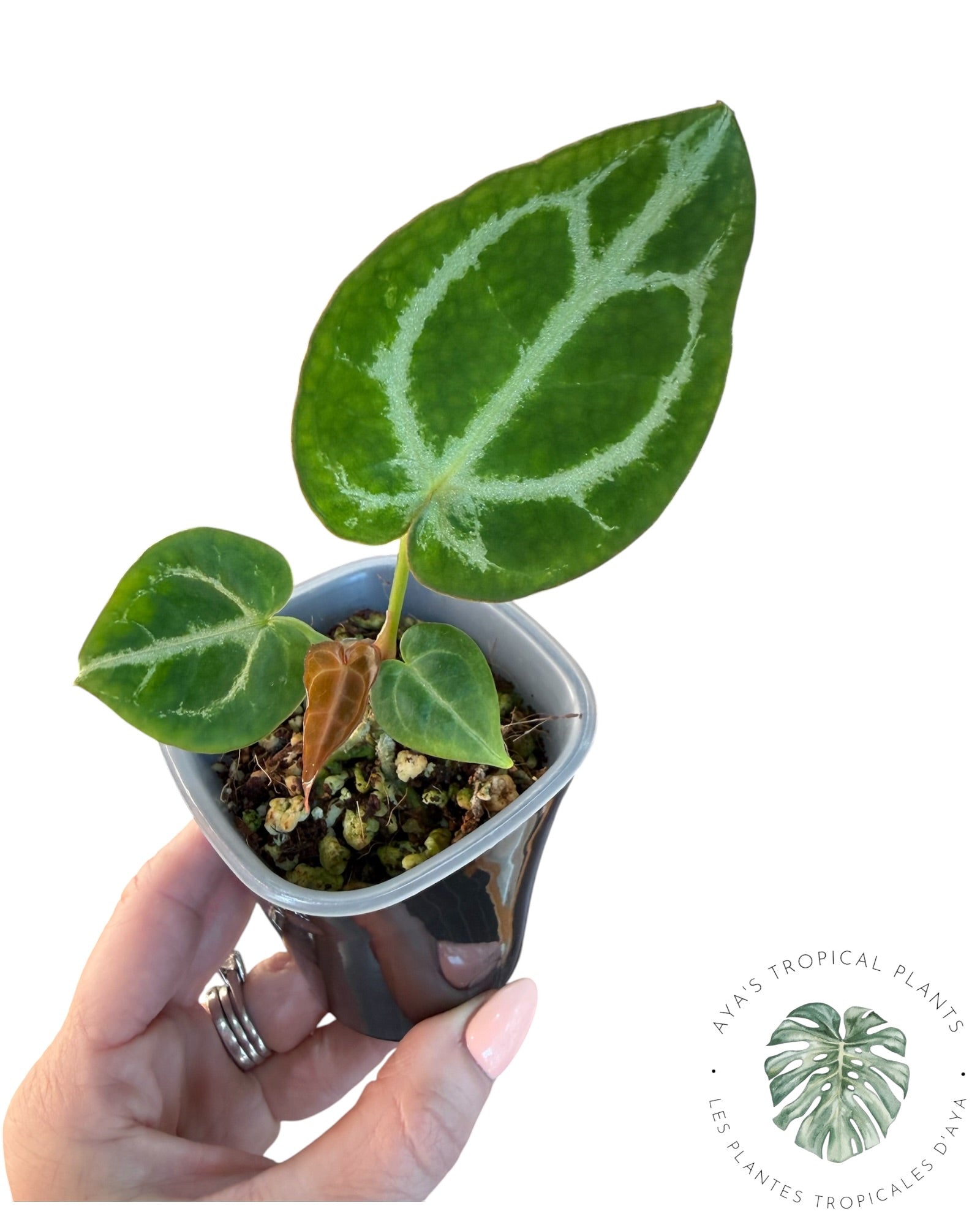 Anthurium Red Crystallinum x Dorayaki