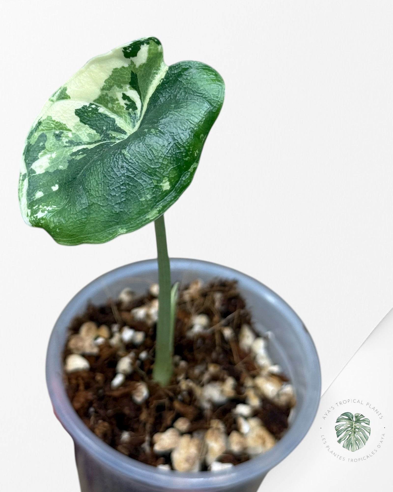 Alocasia Melo Variegated Albo| Rare TC Plant| Aya's Tropical Plants