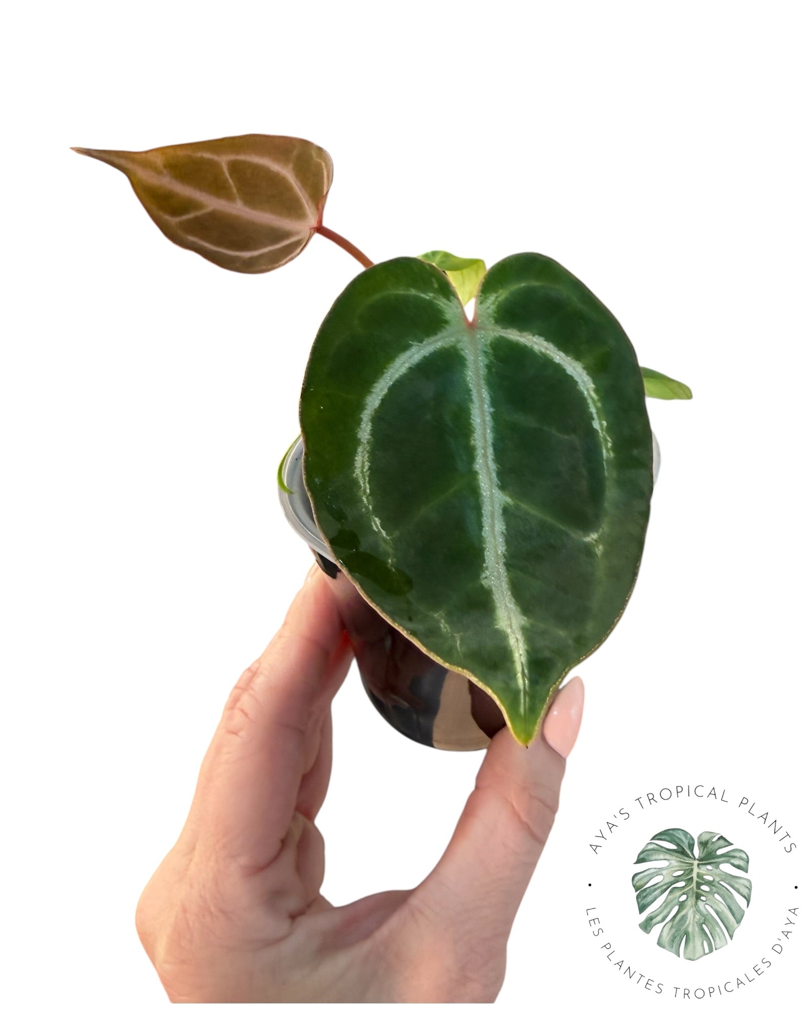 Anthurium Red Crystallinum x Dorayaki