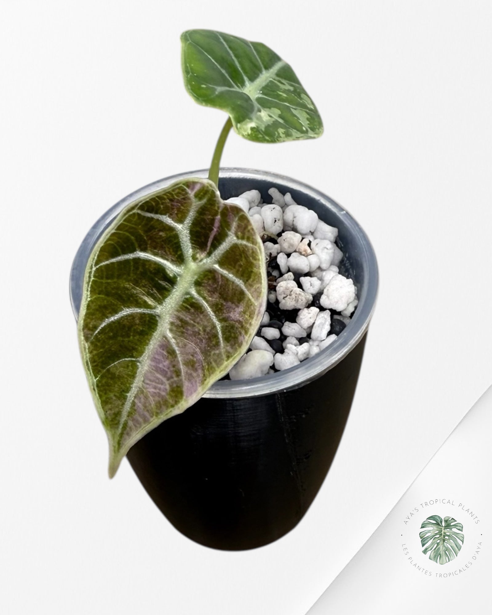 Alocasia Watsoniana Doff. Pink Variegated