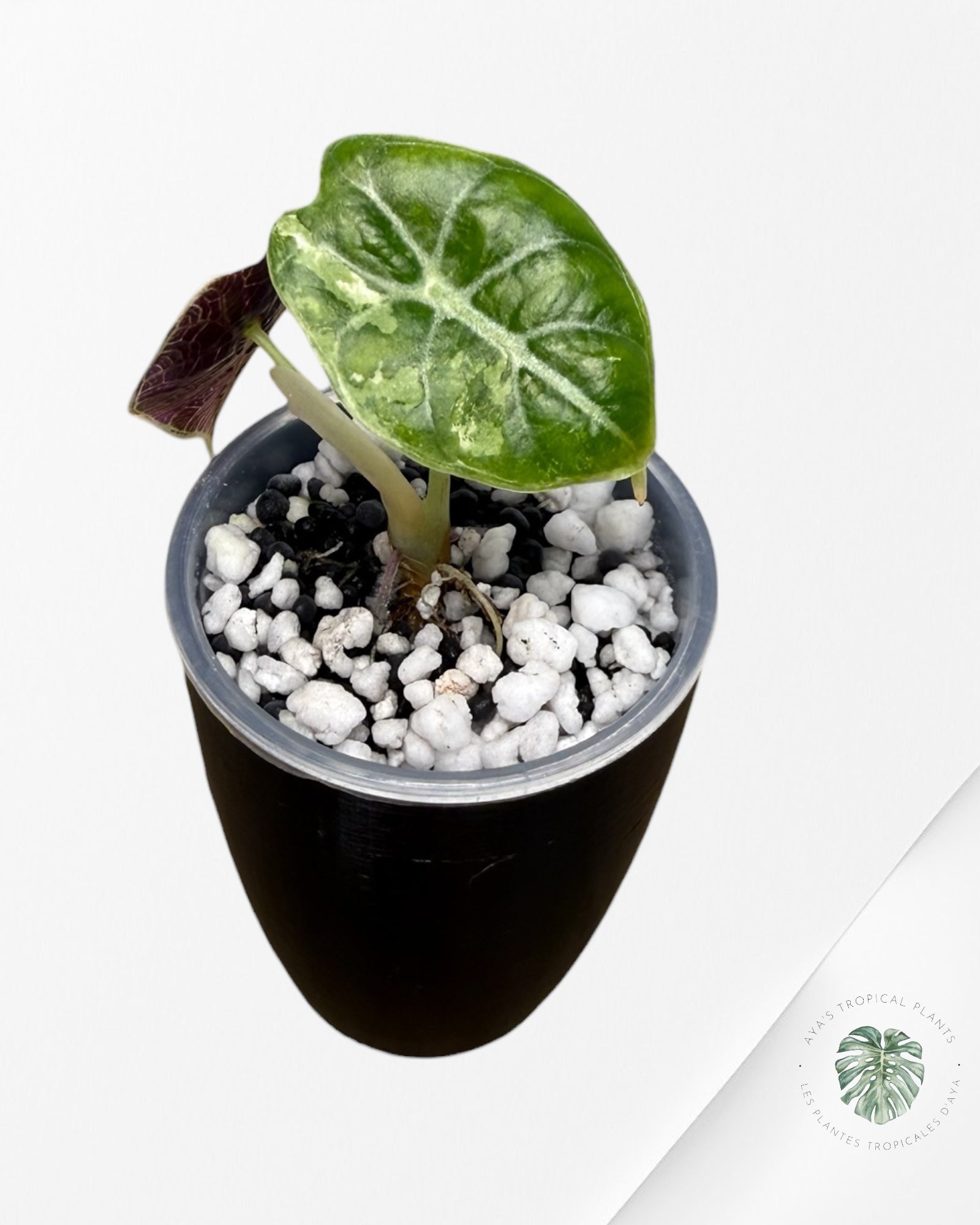 Alocasia Watsoniana Doff. Pink Variegated