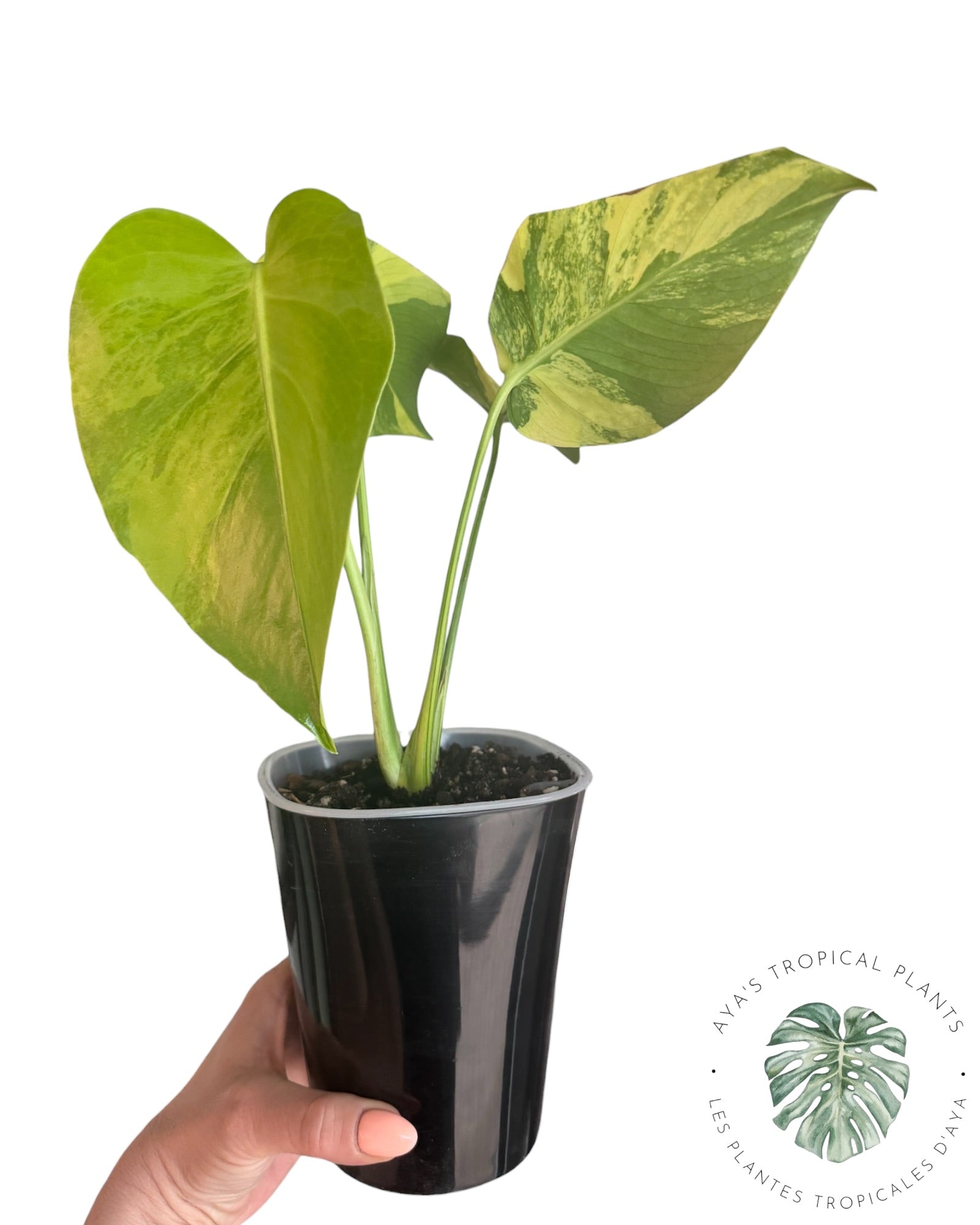 Monstera Deliciosa Pom Pom