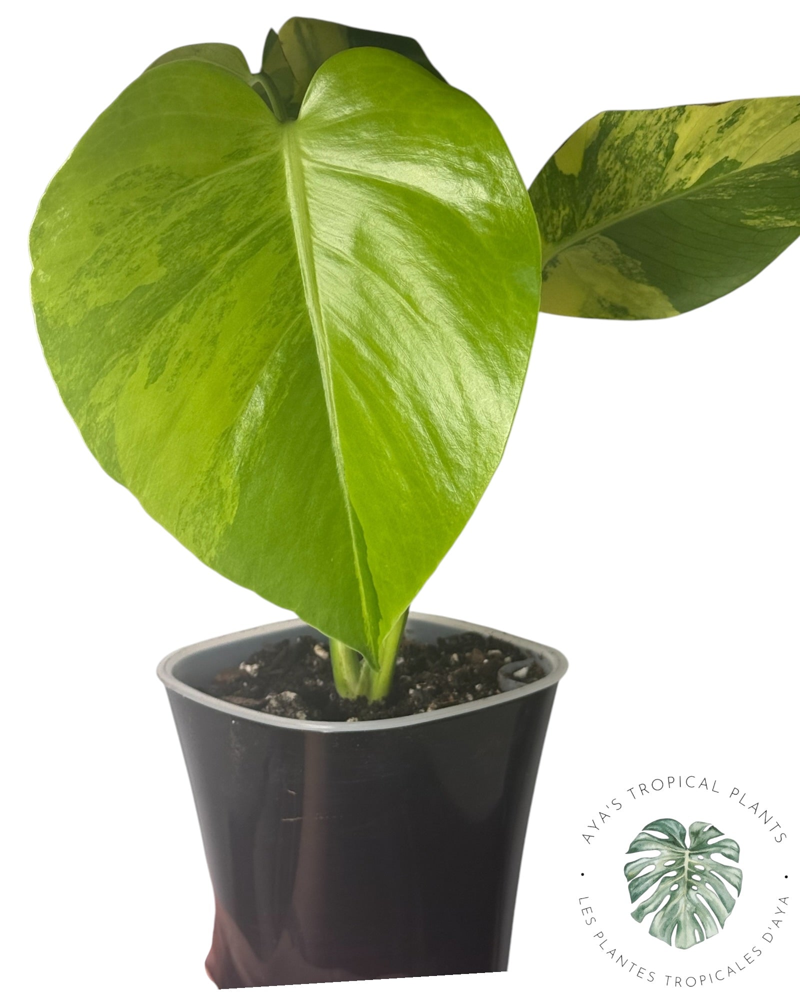 Monstera Deliciosa Pom Pom