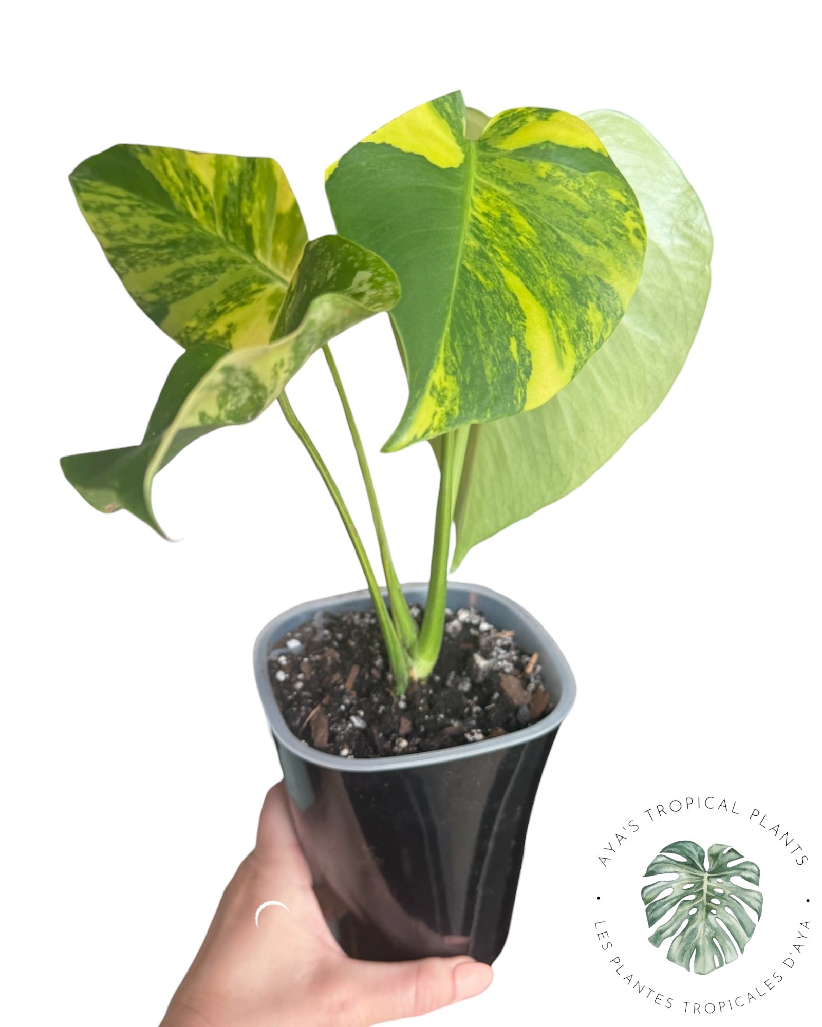 Monstera Deliciosa Pom Pom