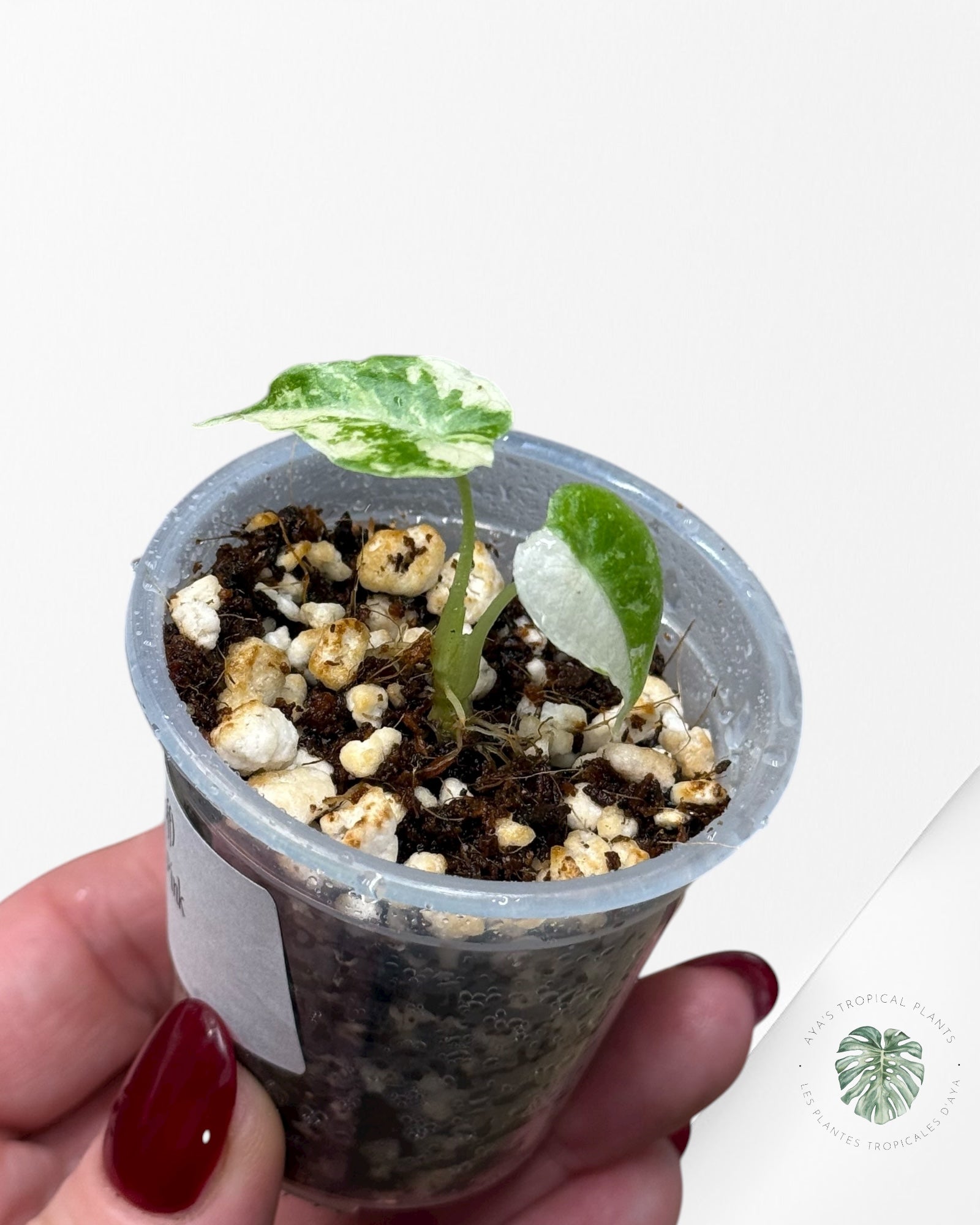 Alocasia Watsoniana Doff. Pink Variegated |Rare TC Plant| Aya's Tropical Plants