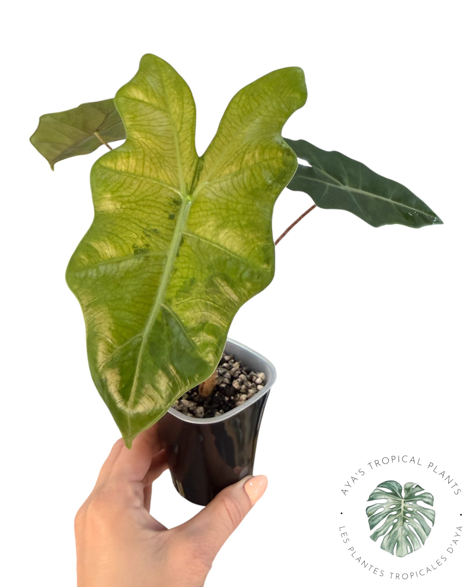 Alocasia Pseudo-Sanderiana Pink Variegated