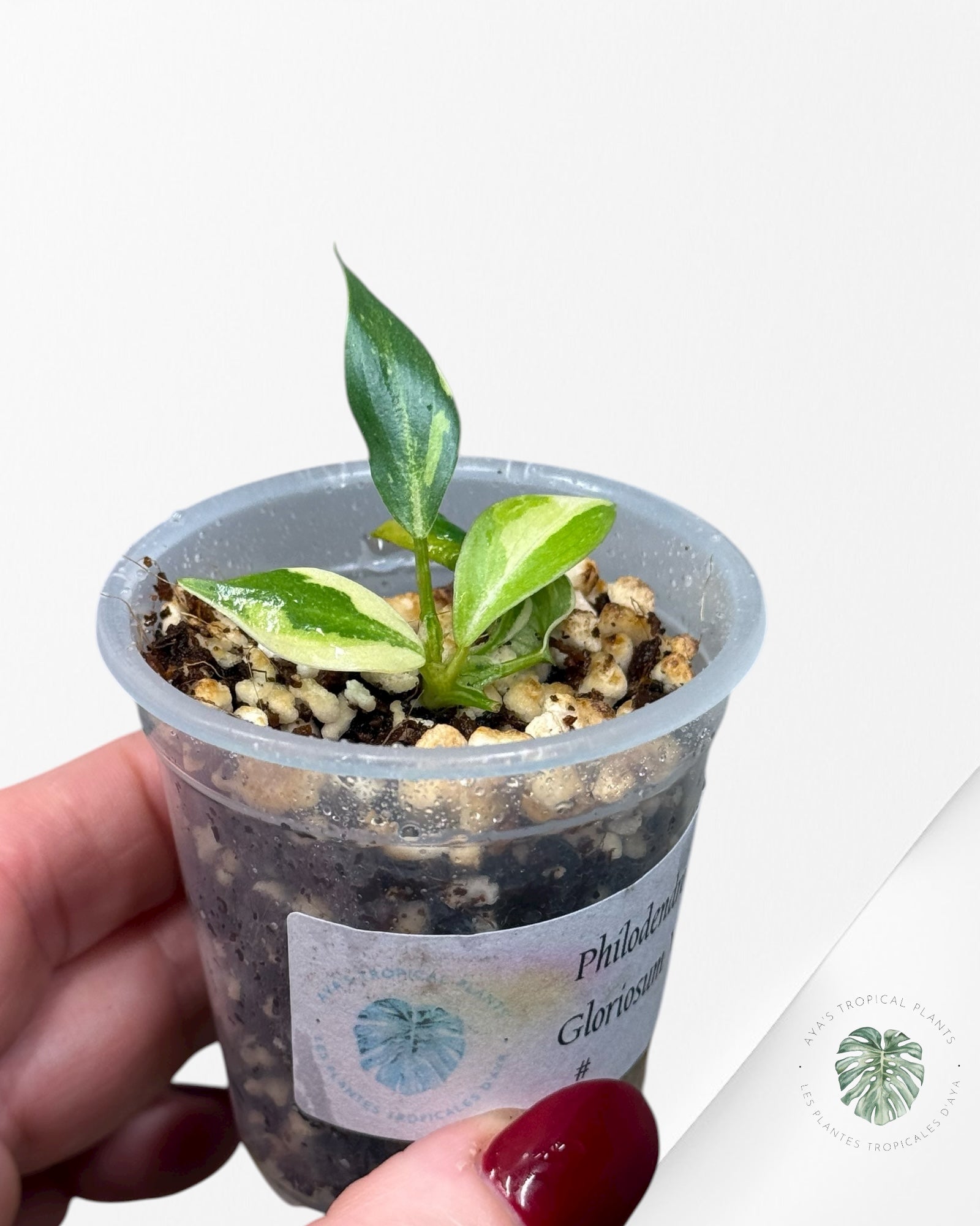 Philodendron Gloriosum Variegated| Rare Tc Plant| Aya’s Tropical Plants