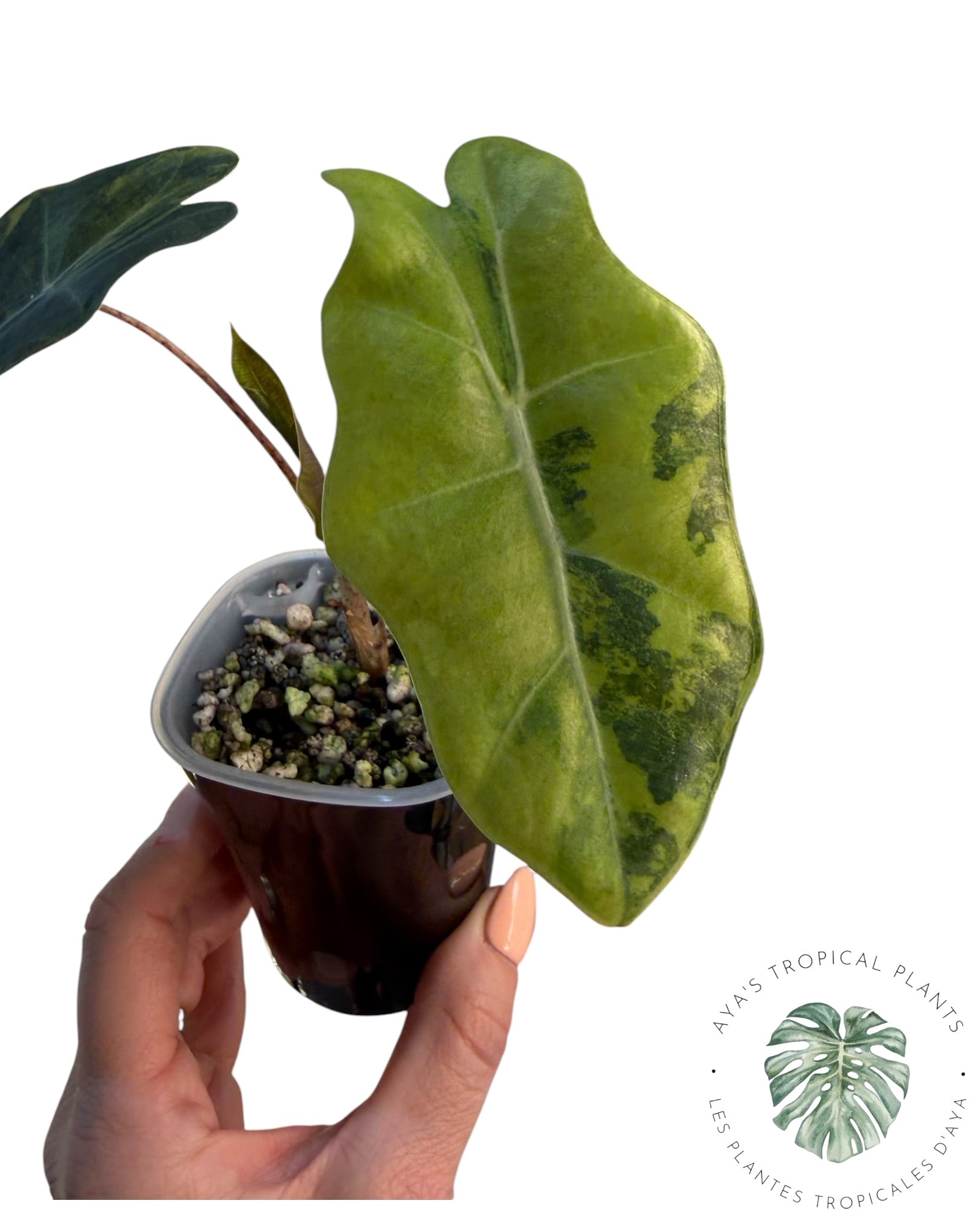 Alocasia Pseudo-Sanderiana Aurea Variegated