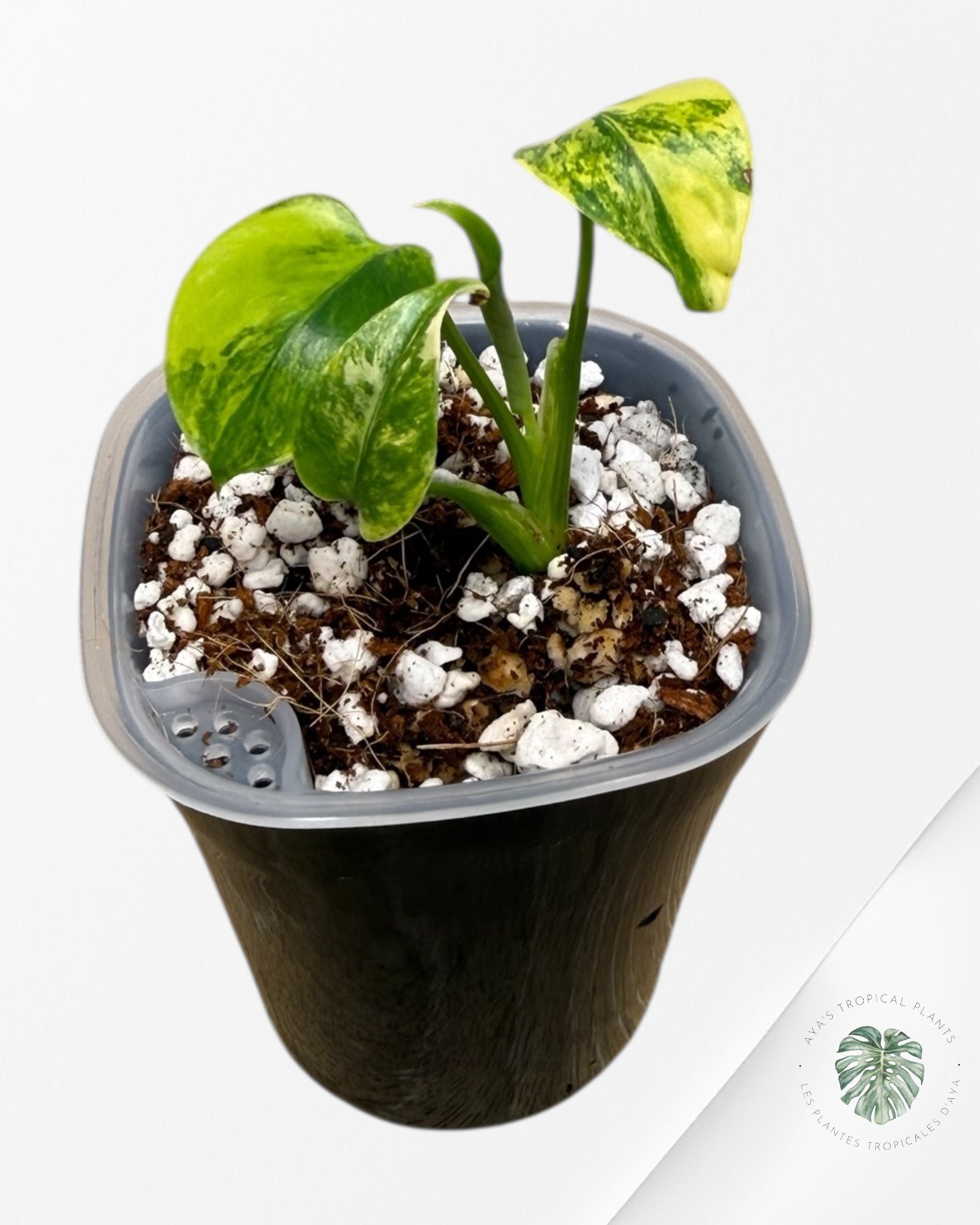 Monstera Deliciosa 'Yellow Marilyn'