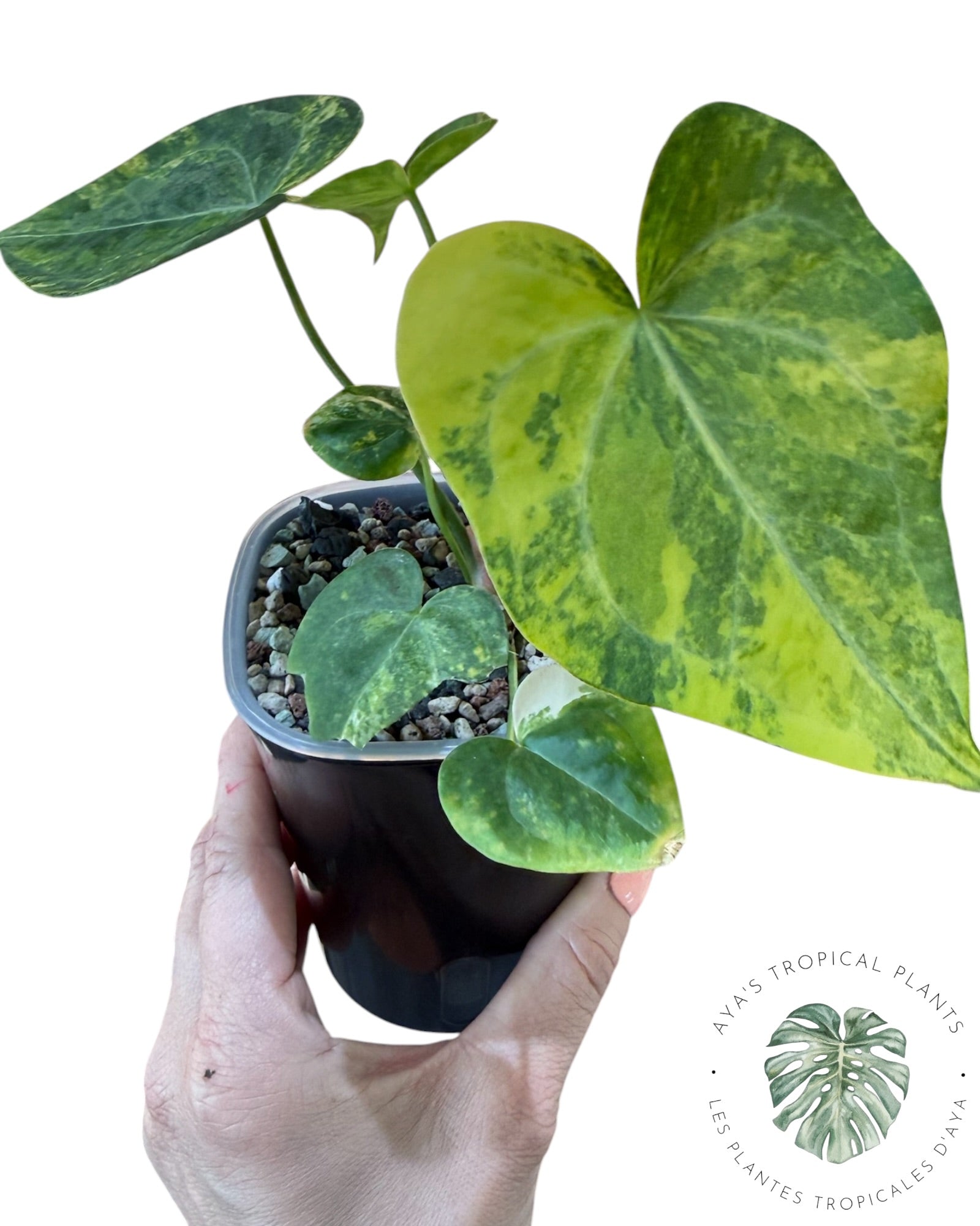 Anthurium Clarinervium Aurea Variegated