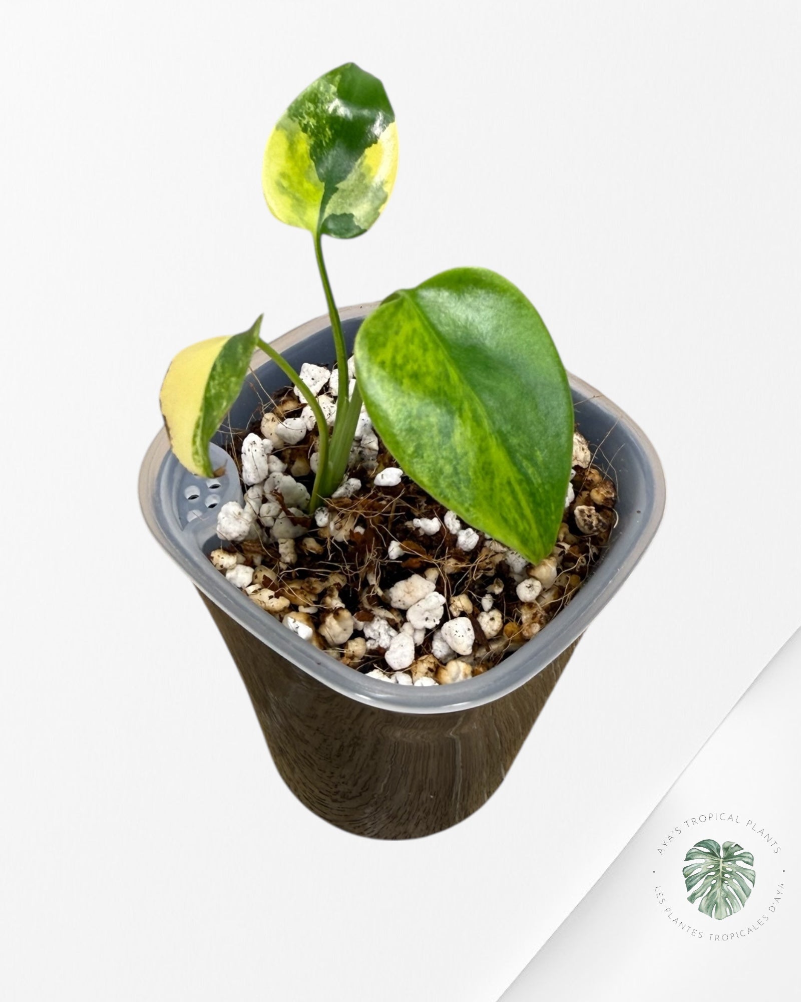 Monstera Deliciosa 'Yellow Marilyn'