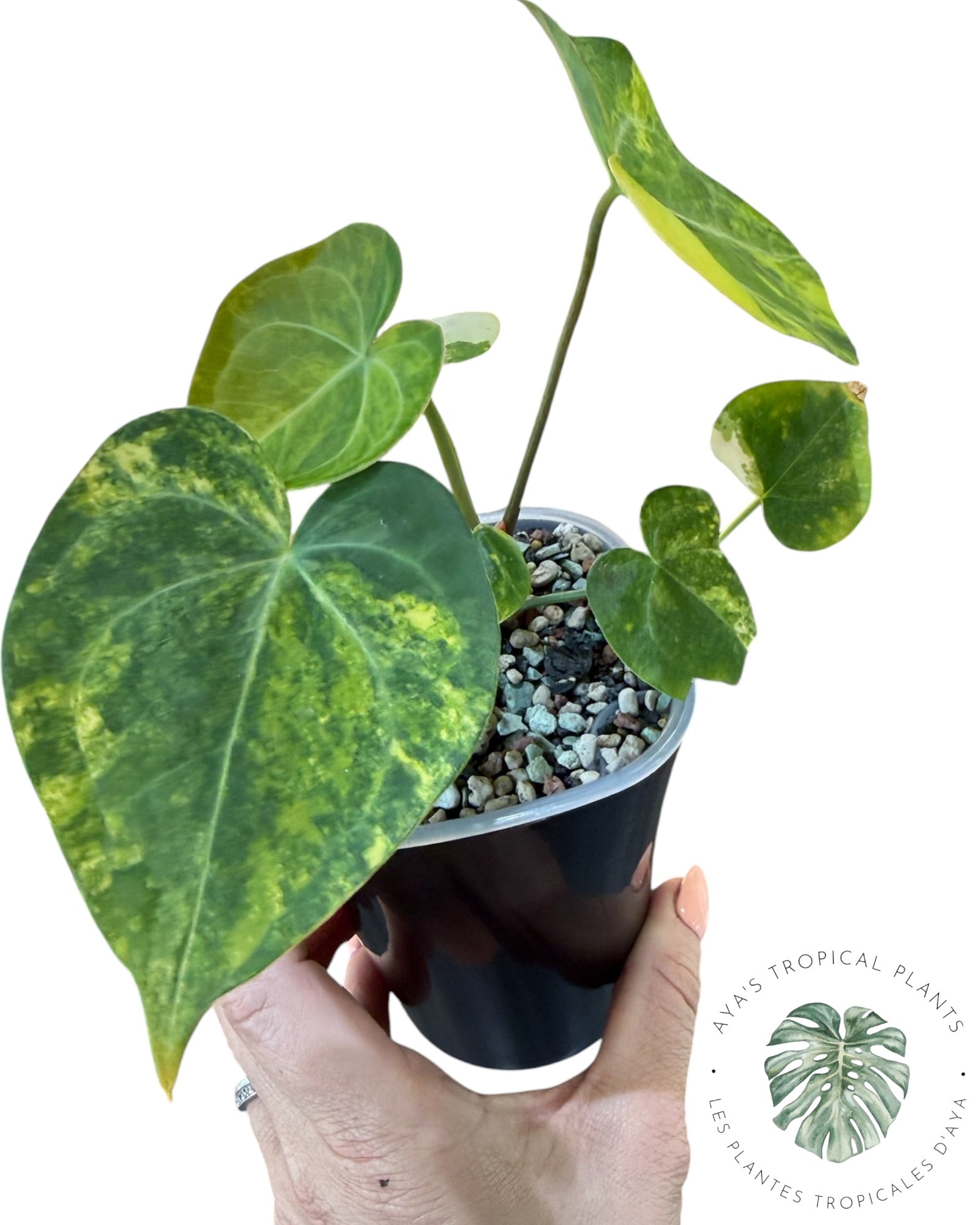 Anthurium Clarinervium Aurea Variegated