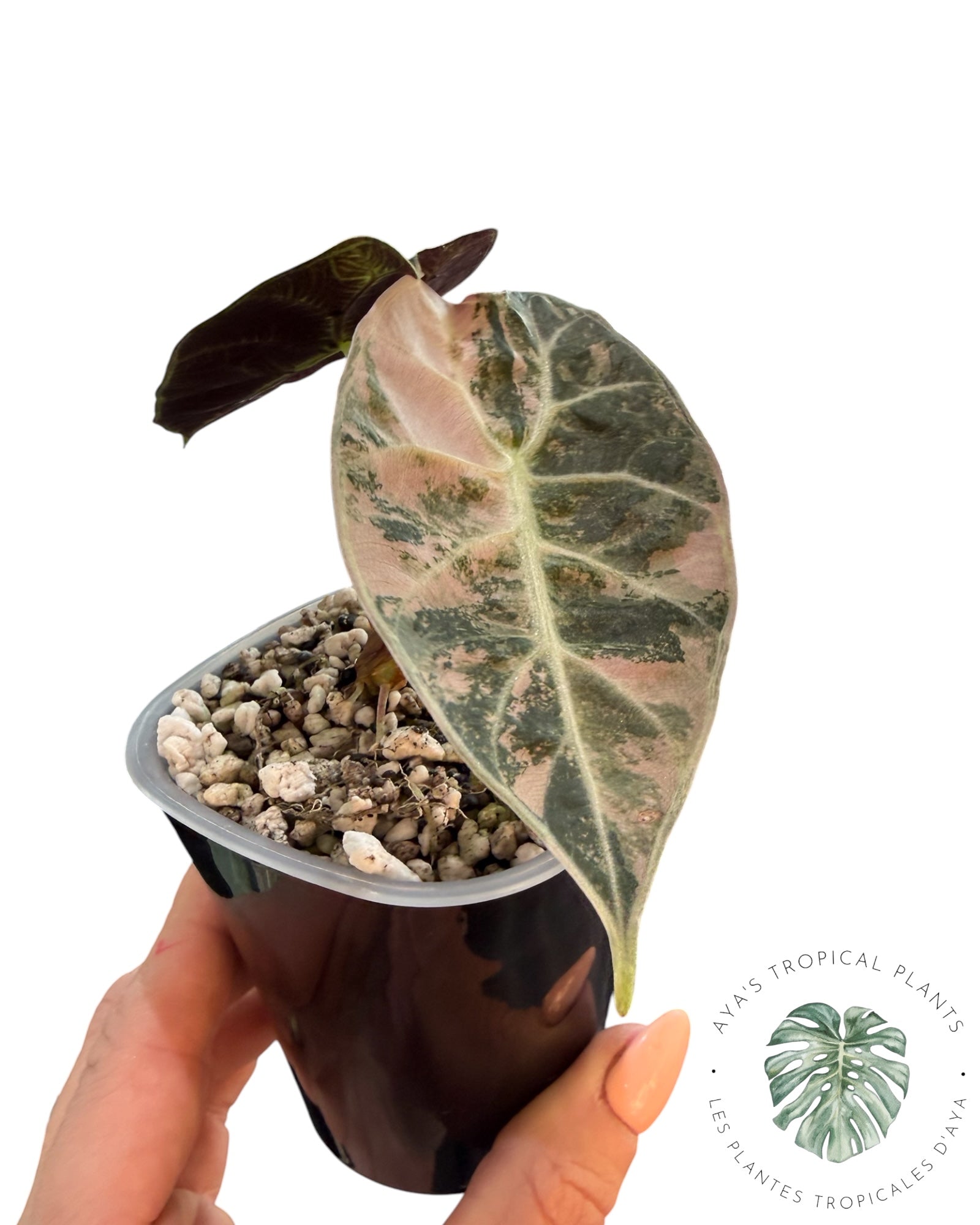 Alocasia Watsoniana Doff. Pink Variegated