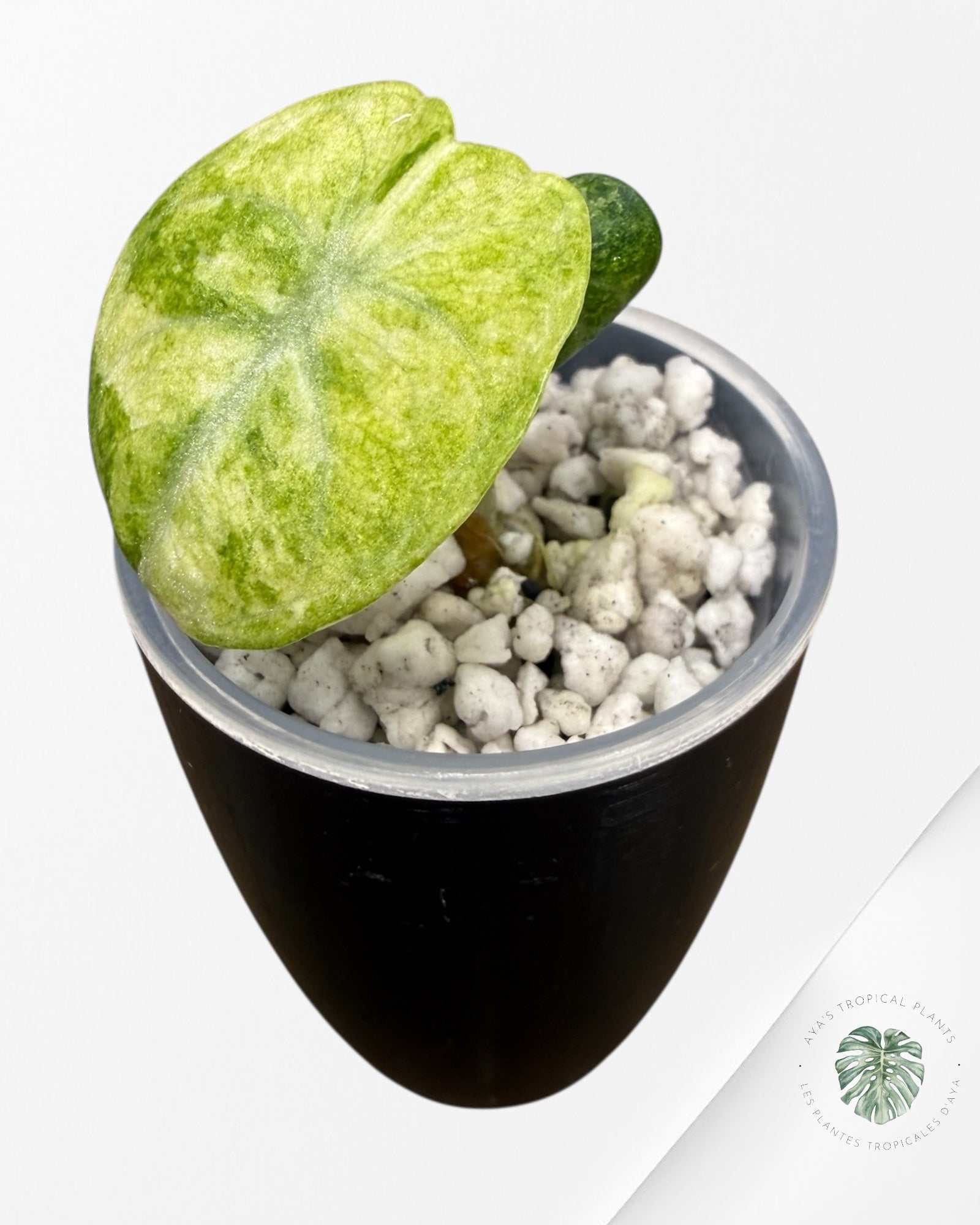 Alocasia Ninja Tricolor Variegated