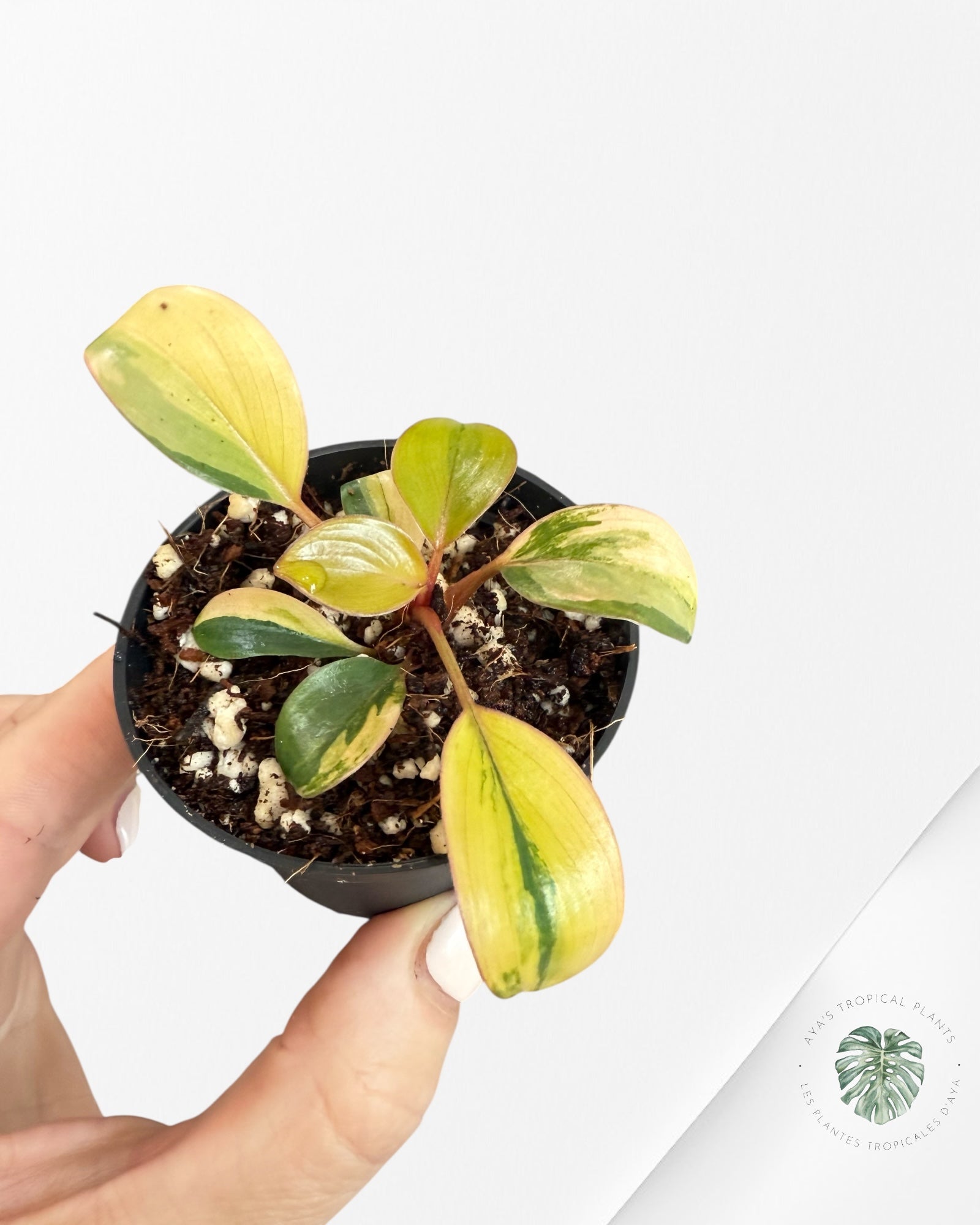 Philodendron Red Congo Variegata-RC