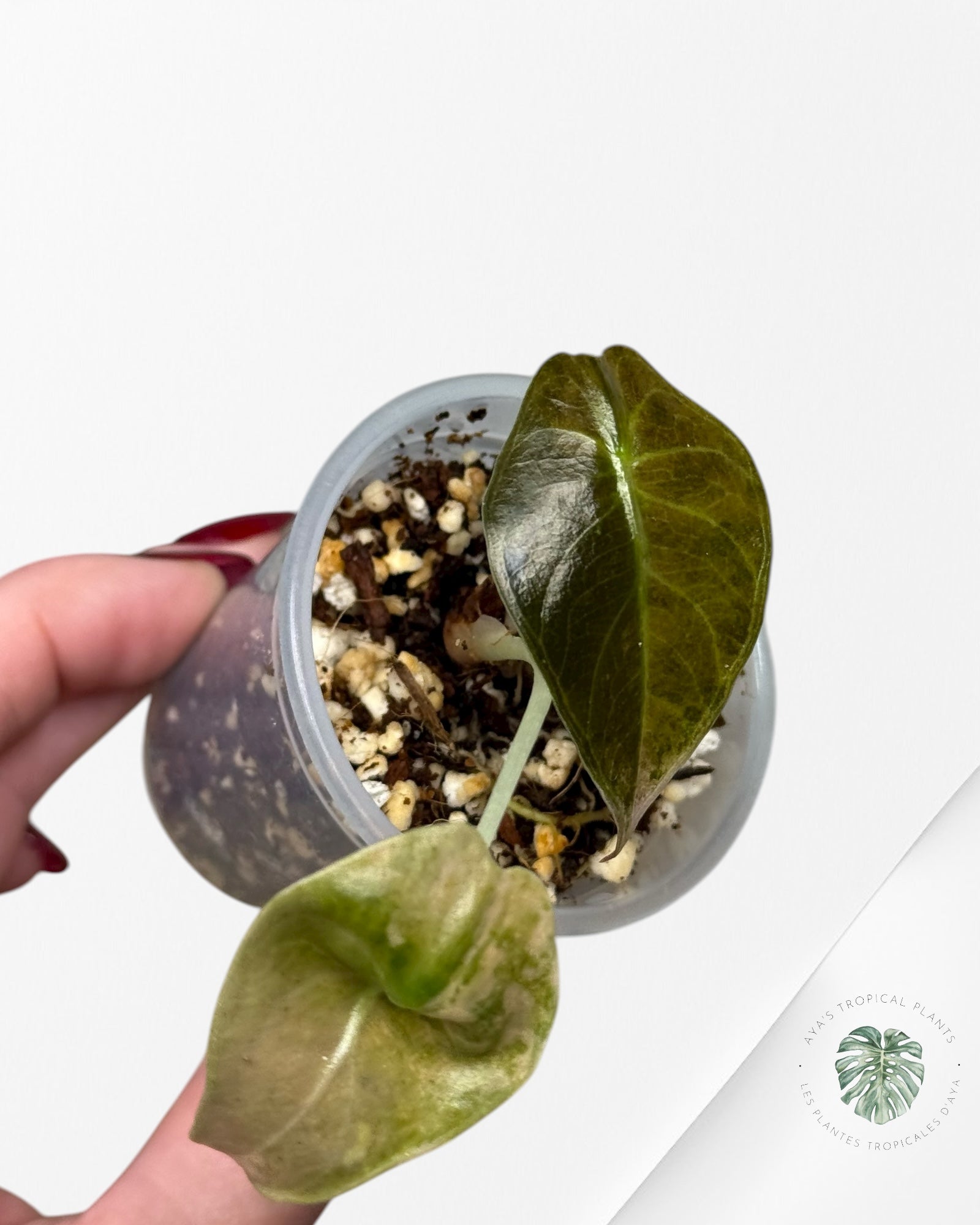 Alocasia Sedenii Variegated Aurea| Rare TC Plant| Aya's Tropical Plants